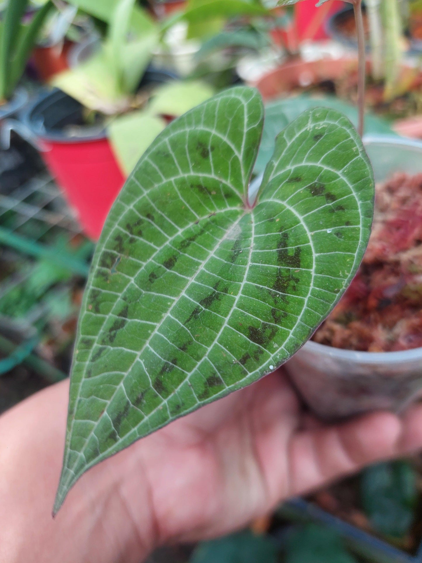 Dioscorea discolor 'Green Camo' (EXACT PLANT)