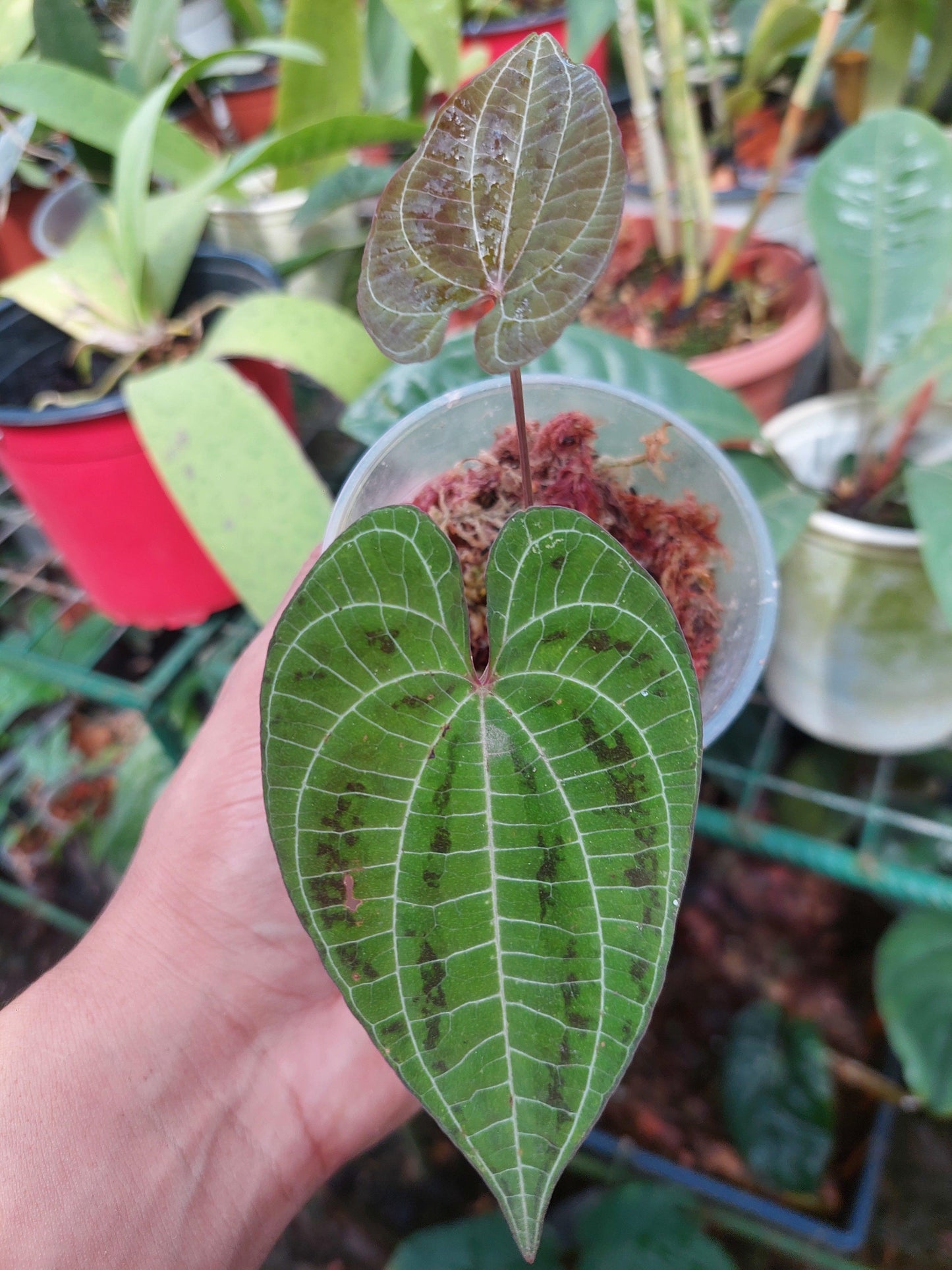 Dioscorea discolor 'Green Camo' (EXACT PLANT)