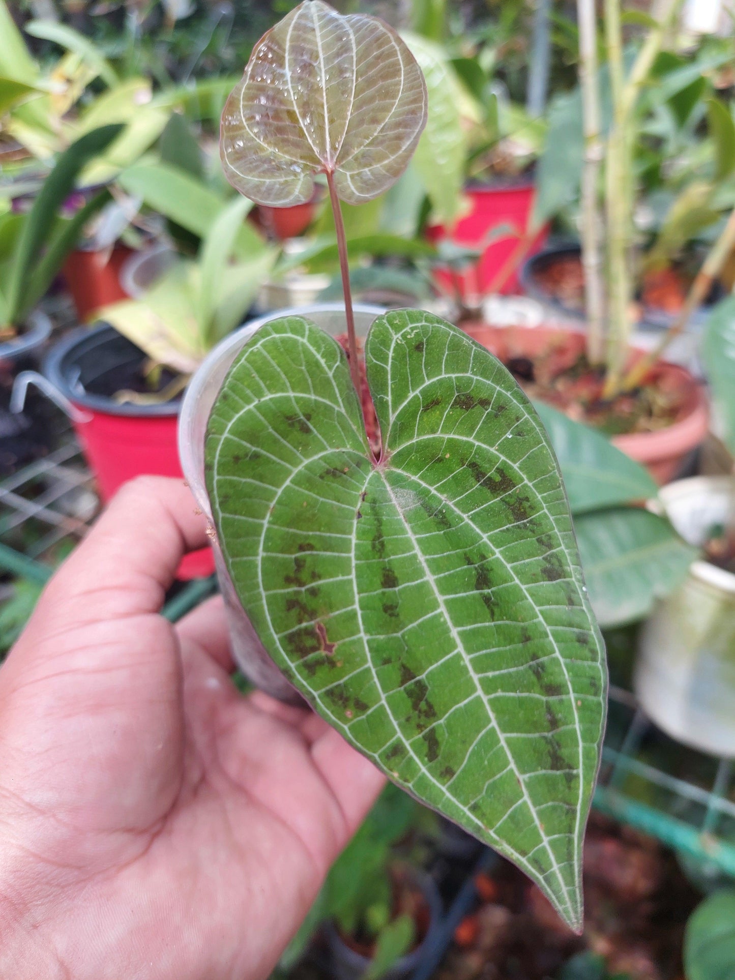 Dioscorea discolor 'Green Camo' (EXACT PLANT)