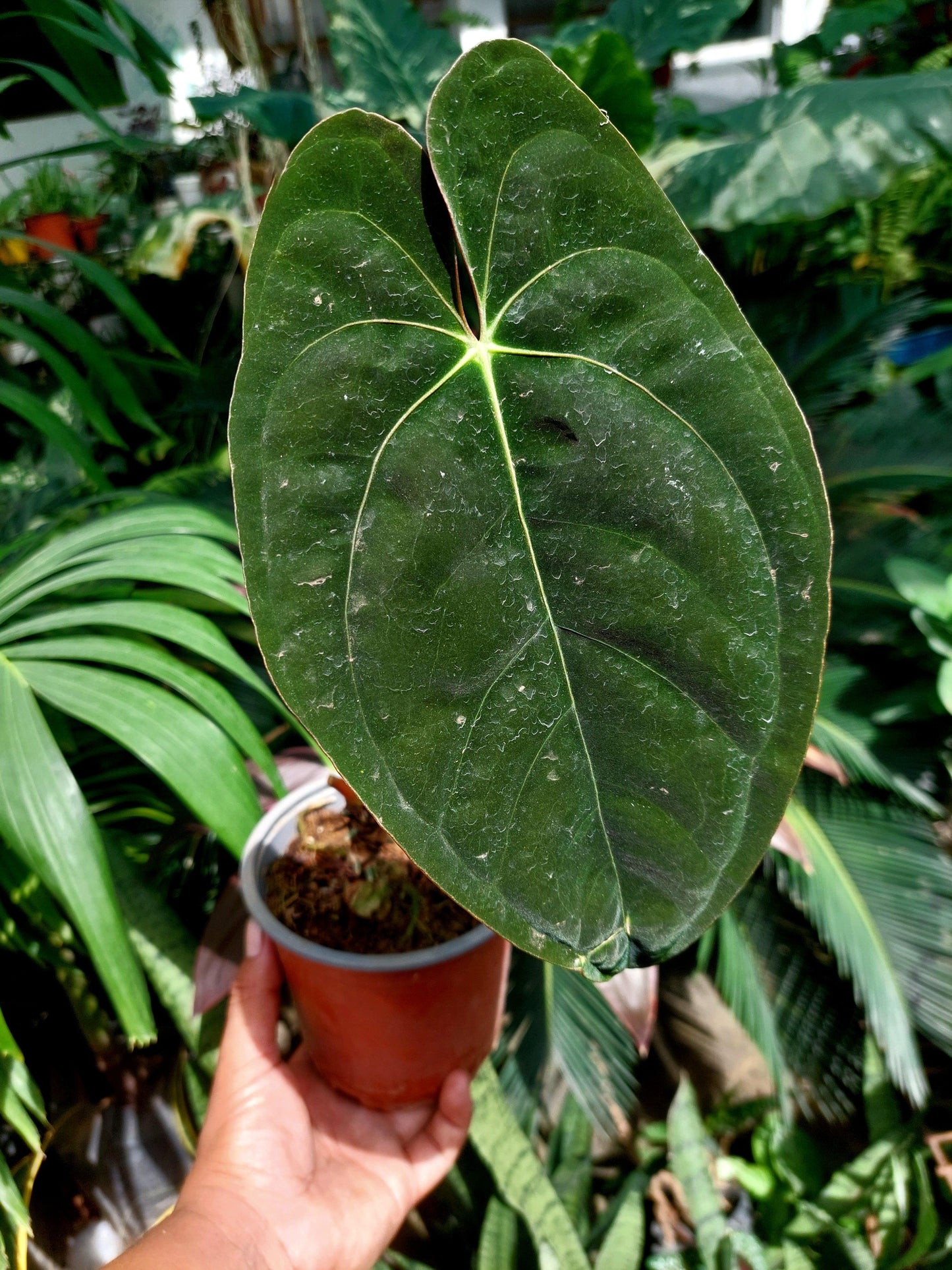 Anthurium Papillilaminum 'Guna yala' Wild ecotype (EXACT PLANT)