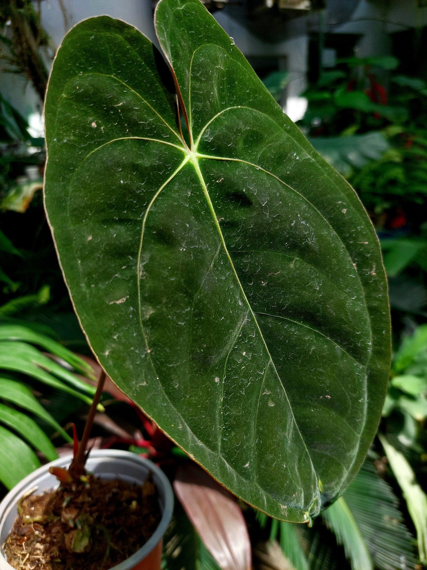 Anthurium Papillilaminum 'Guna yala' Wild ecotype (EXACT PLANT)