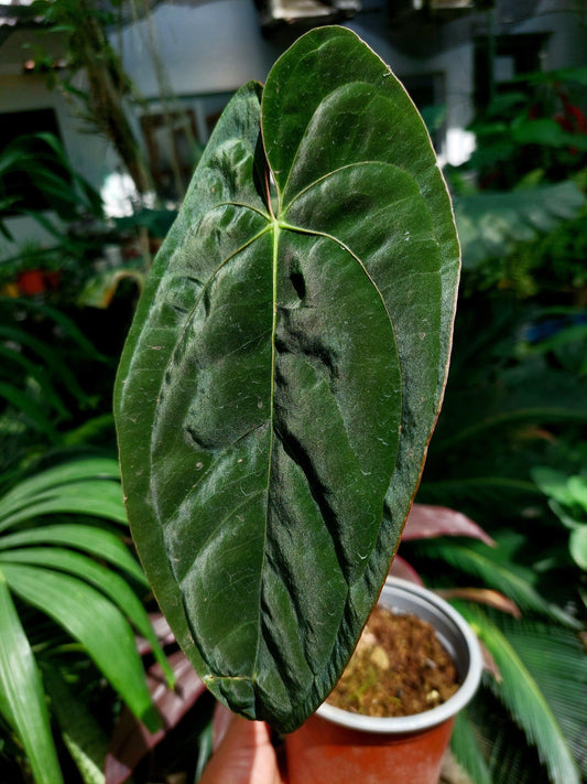 Anthurium Papillilaminum 'Guna yala' Wild ecotype (EXACT PLANT)