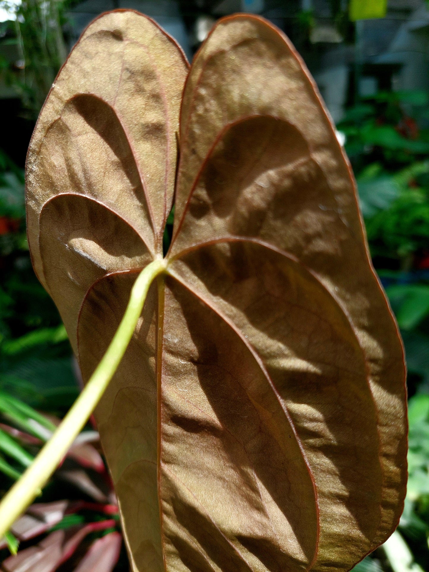 Anthurium Papillilaminum 'Guna yala' Wild ecotype (EXACT PLANT)