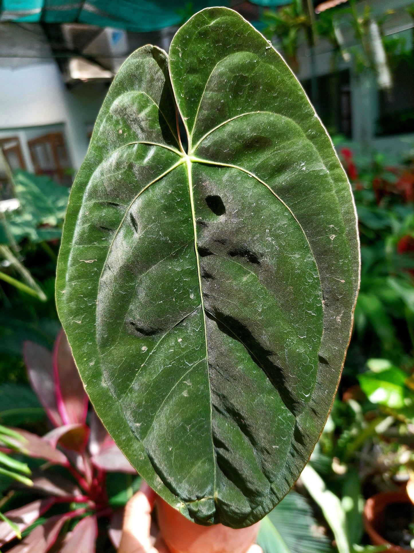 Anthurium Papillilaminum 'Guna yala' Wild ecotype (EXACT PLANT)