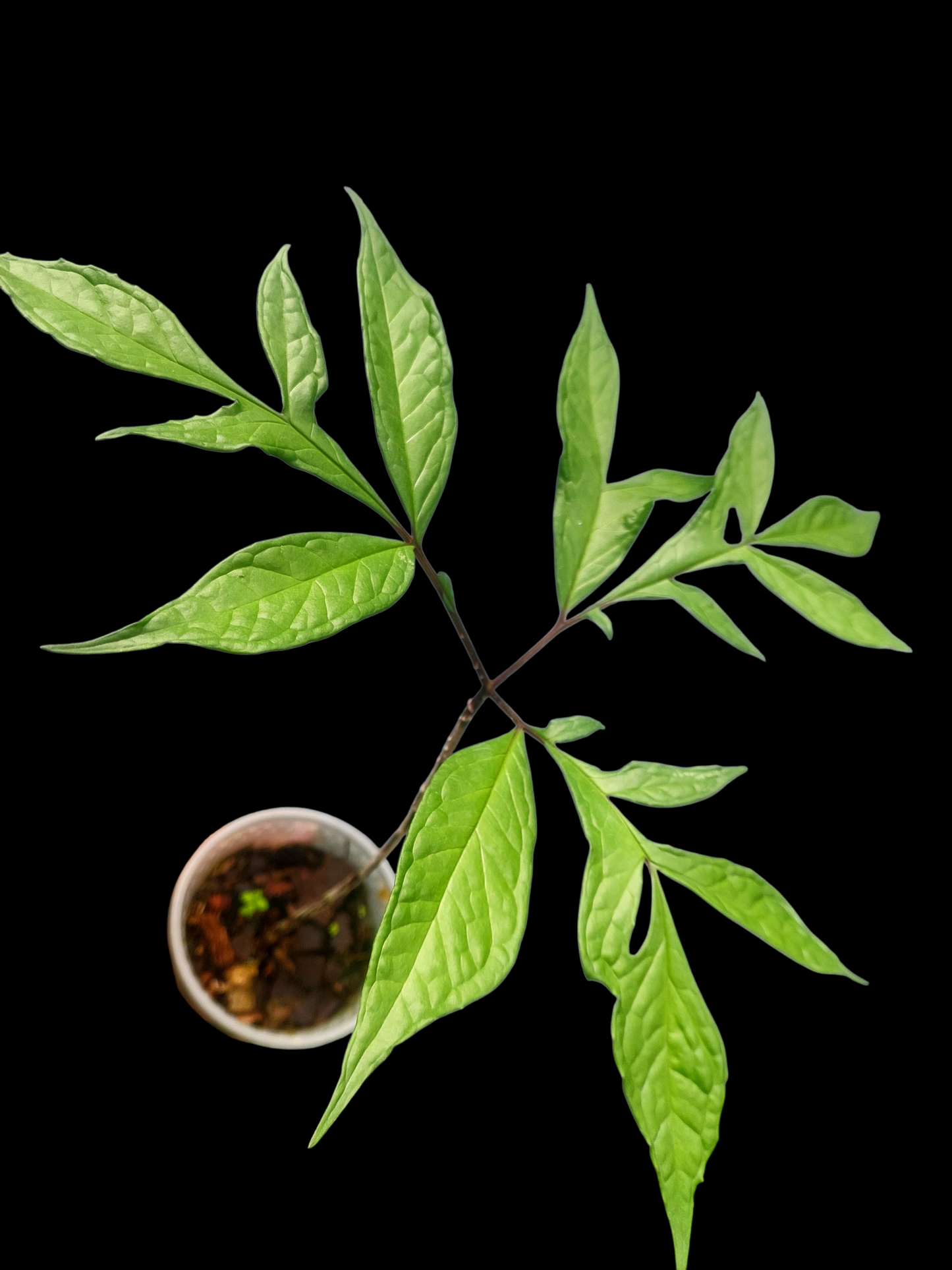 Jergon Sacha (Dracontium loretense Krause) Amazonian Araceae (ACTUAL PLANT)