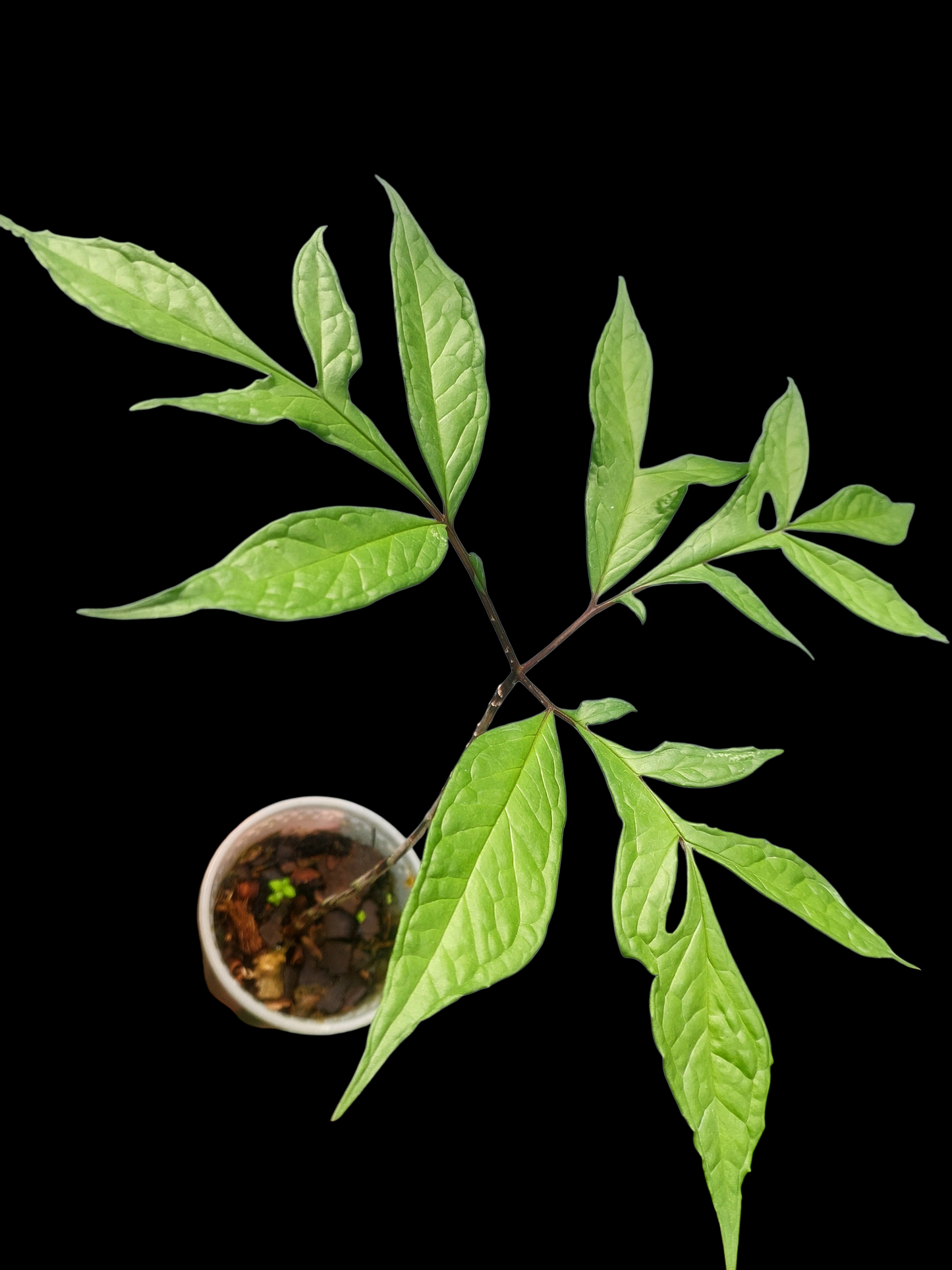 Jergon Sacha (Dracontium loretense Krause) Amazonian Araceae (ACTUAL PLANT)