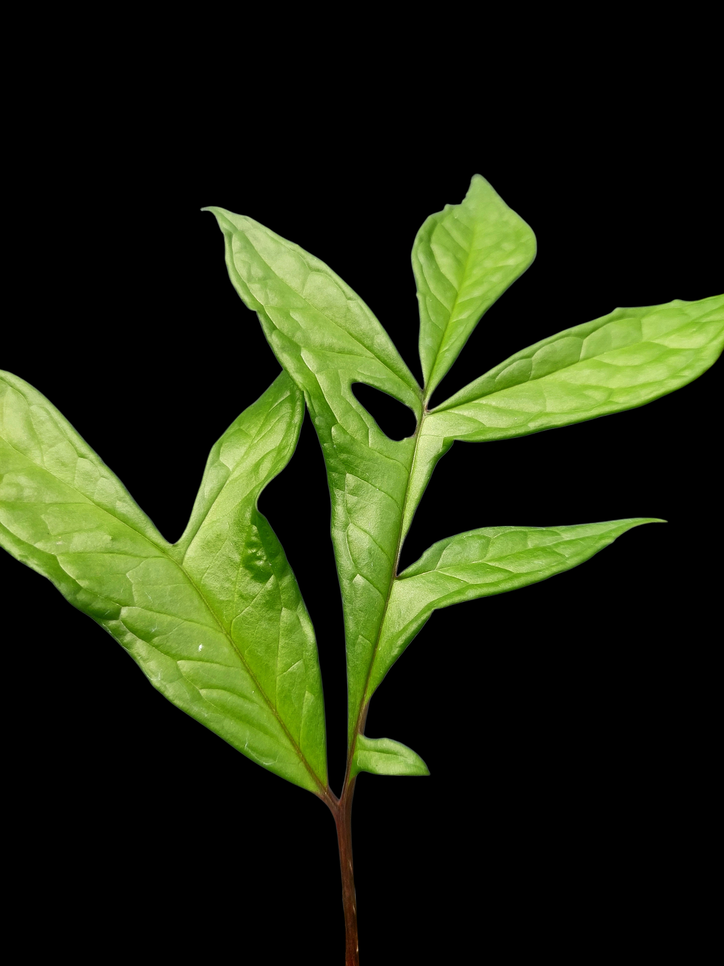 Jergon Sacha (Dracontium loretense Krause) Amazonian Araceae (ACTUAL PLANT)