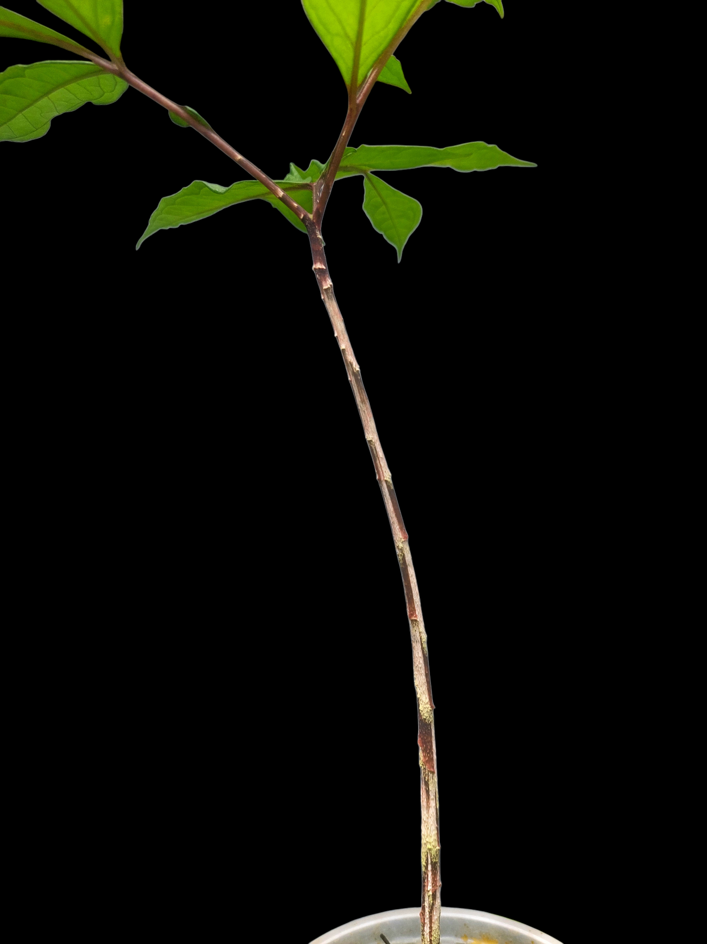 Jergon Sacha (Dracontium loretense Krause) Amazonian Araceae (ACTUAL PLANT)