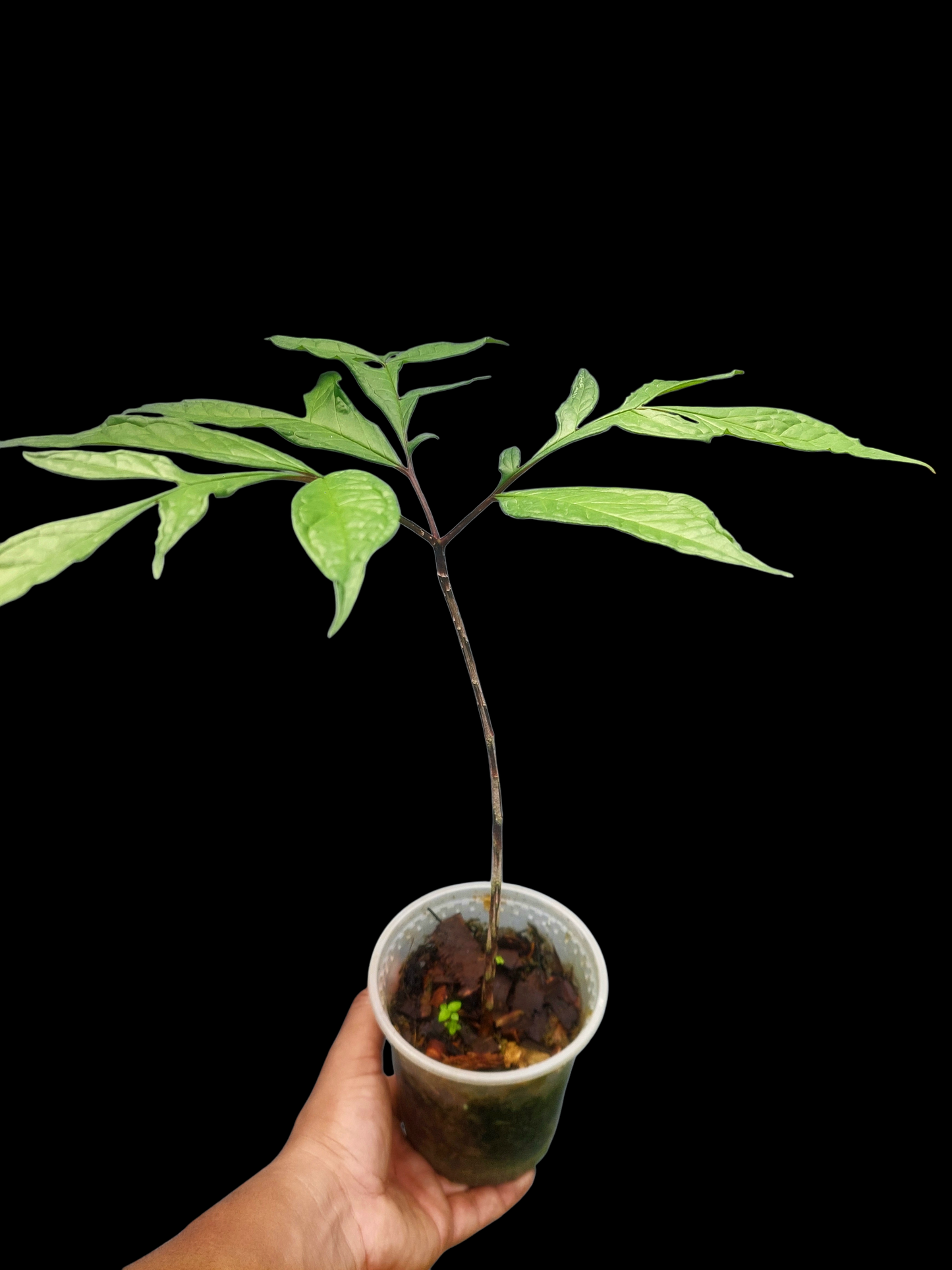 Jergon Sacha (Dracontium loretense Krause) Amazonian Araceae (ACTUAL PLANT)