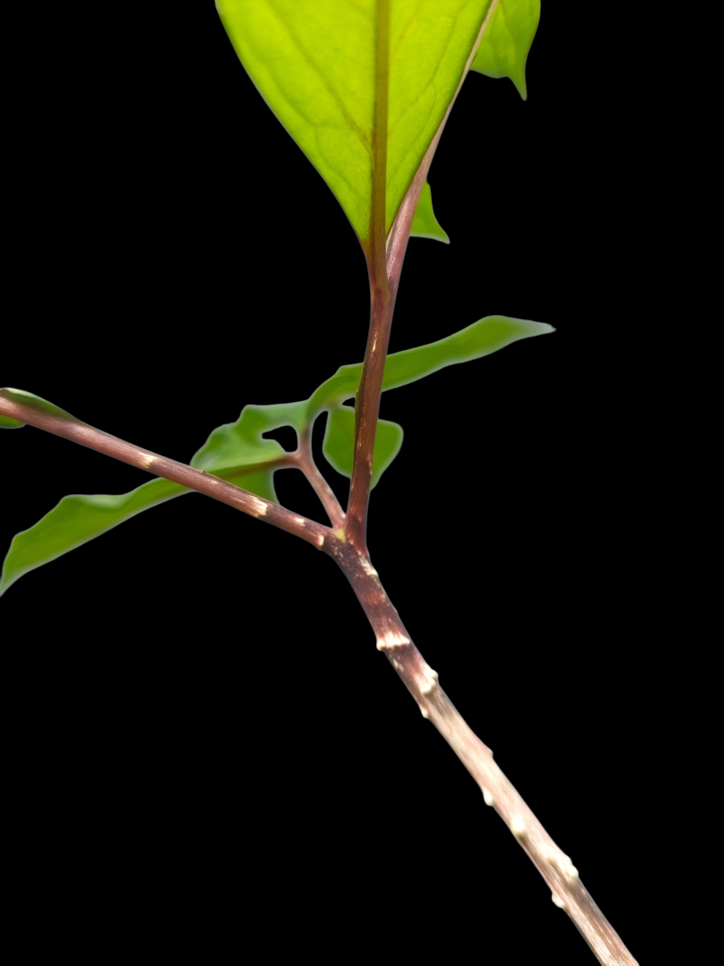 Jergon Sacha (Dracontium loretense Krause) Amazonian Araceae (ACTUAL PLANT)