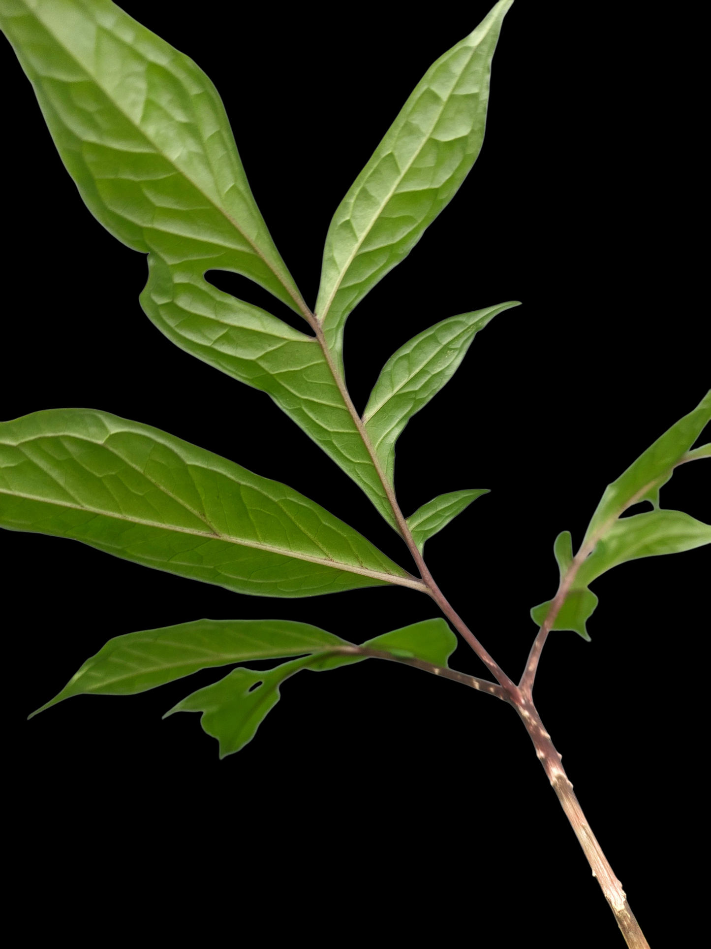 Jergon Sacha (Dracontium loretense Krause) Amazonian Araceae (ACTUAL PLANT)