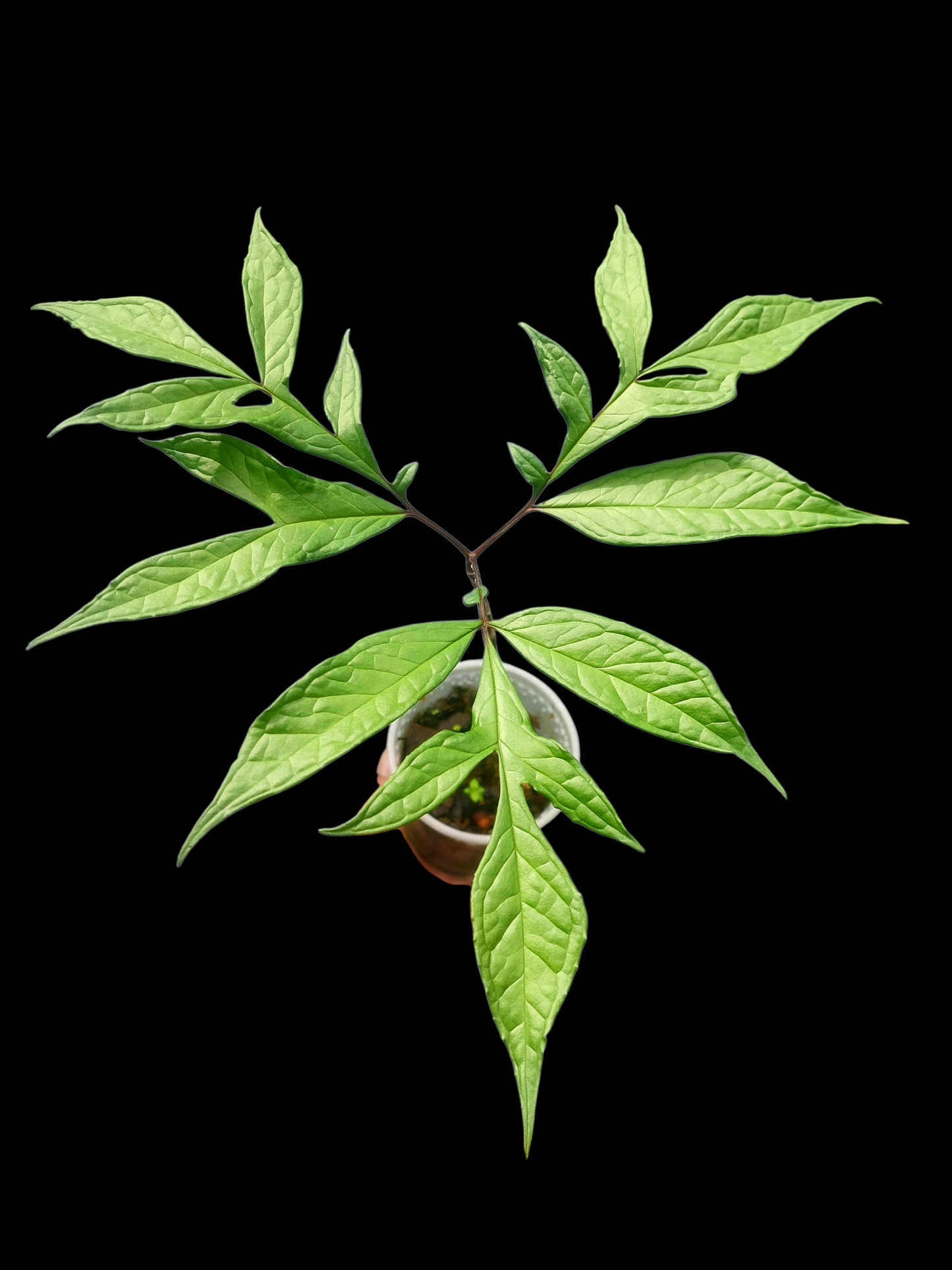 Jergon Sacha (Dracontium loretense Krause) Amazonian Araceae (ACTUAL PLANT)