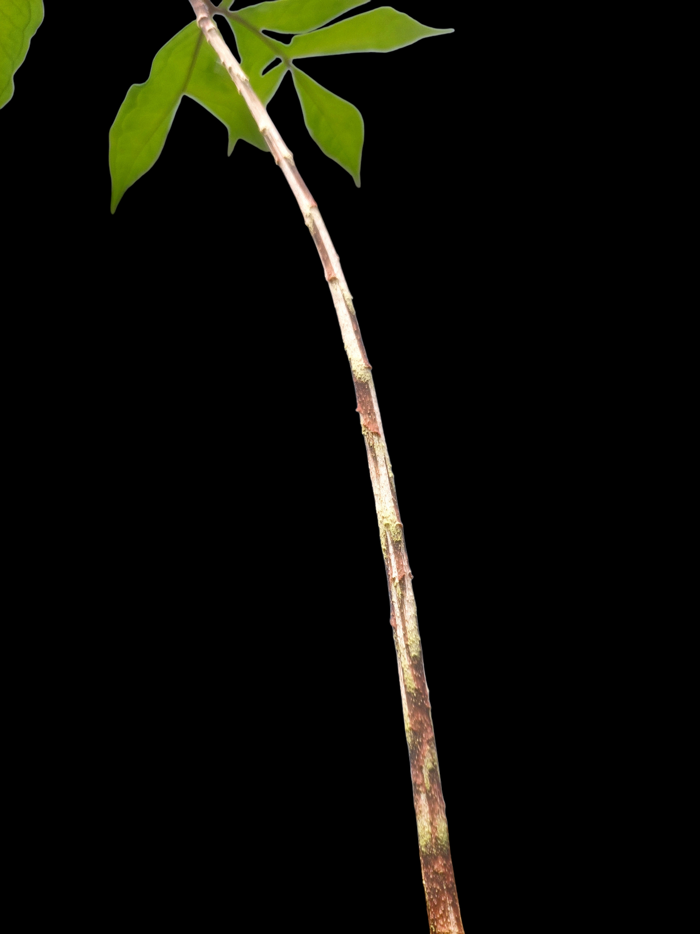 Jergon Sacha (Dracontium loretense Krause) Amazonian Araceae (ACTUAL PLANT)