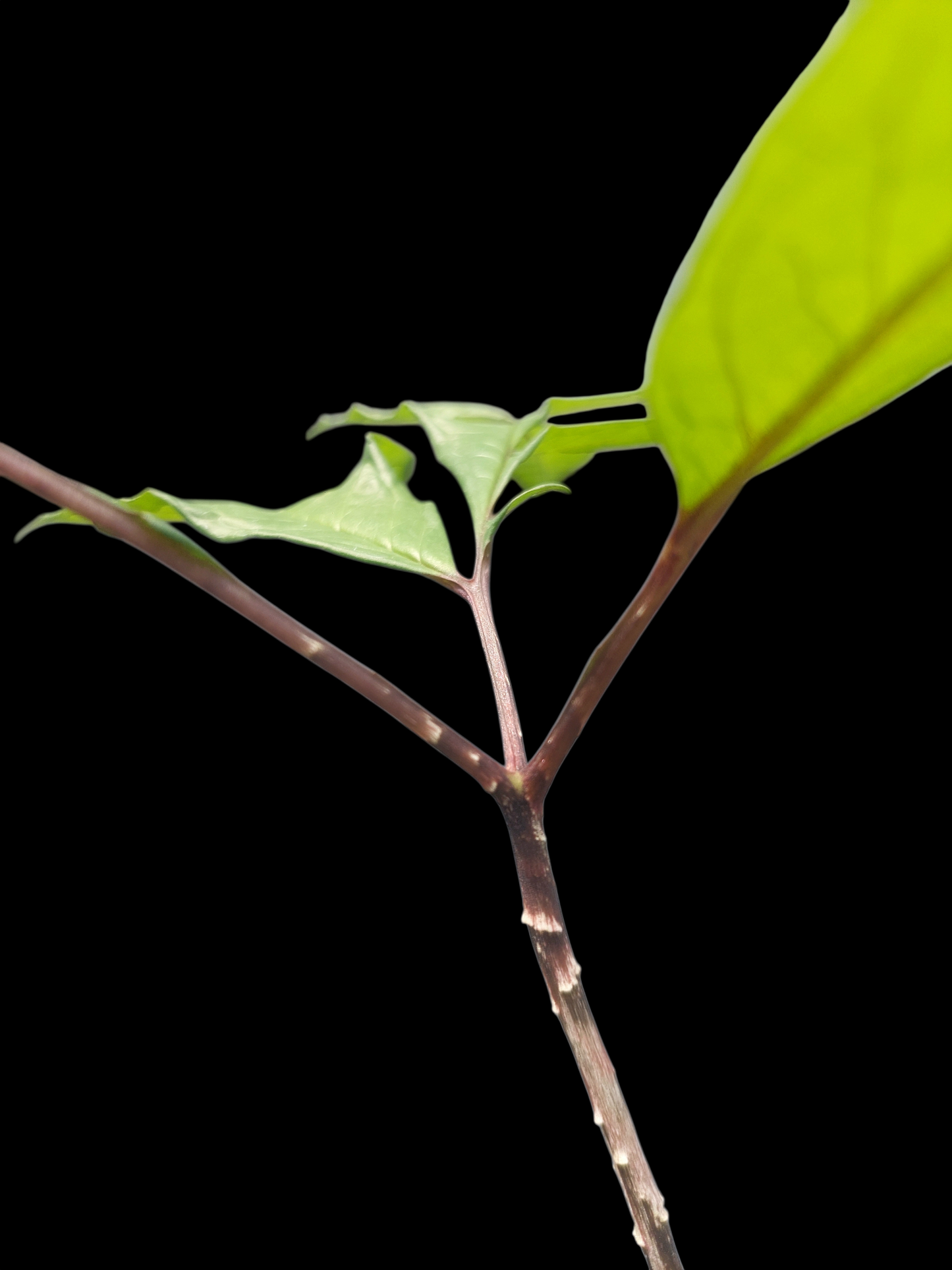 Jergon Sacha (Dracontium loretense Krause) Amazonian Araceae (ACTUAL PLANT)