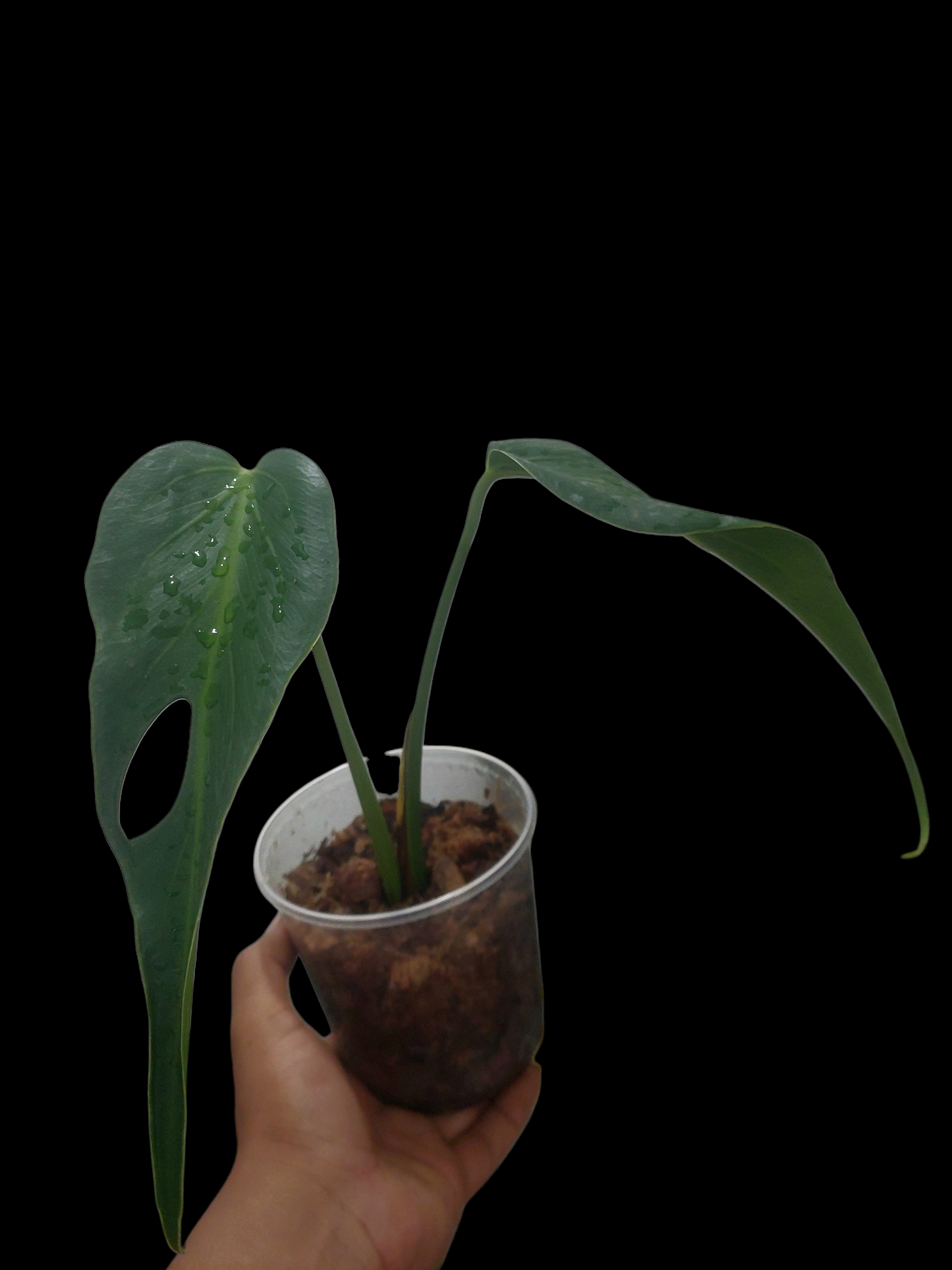 Monstera Burle Marx Flame (EXACT PLANT)