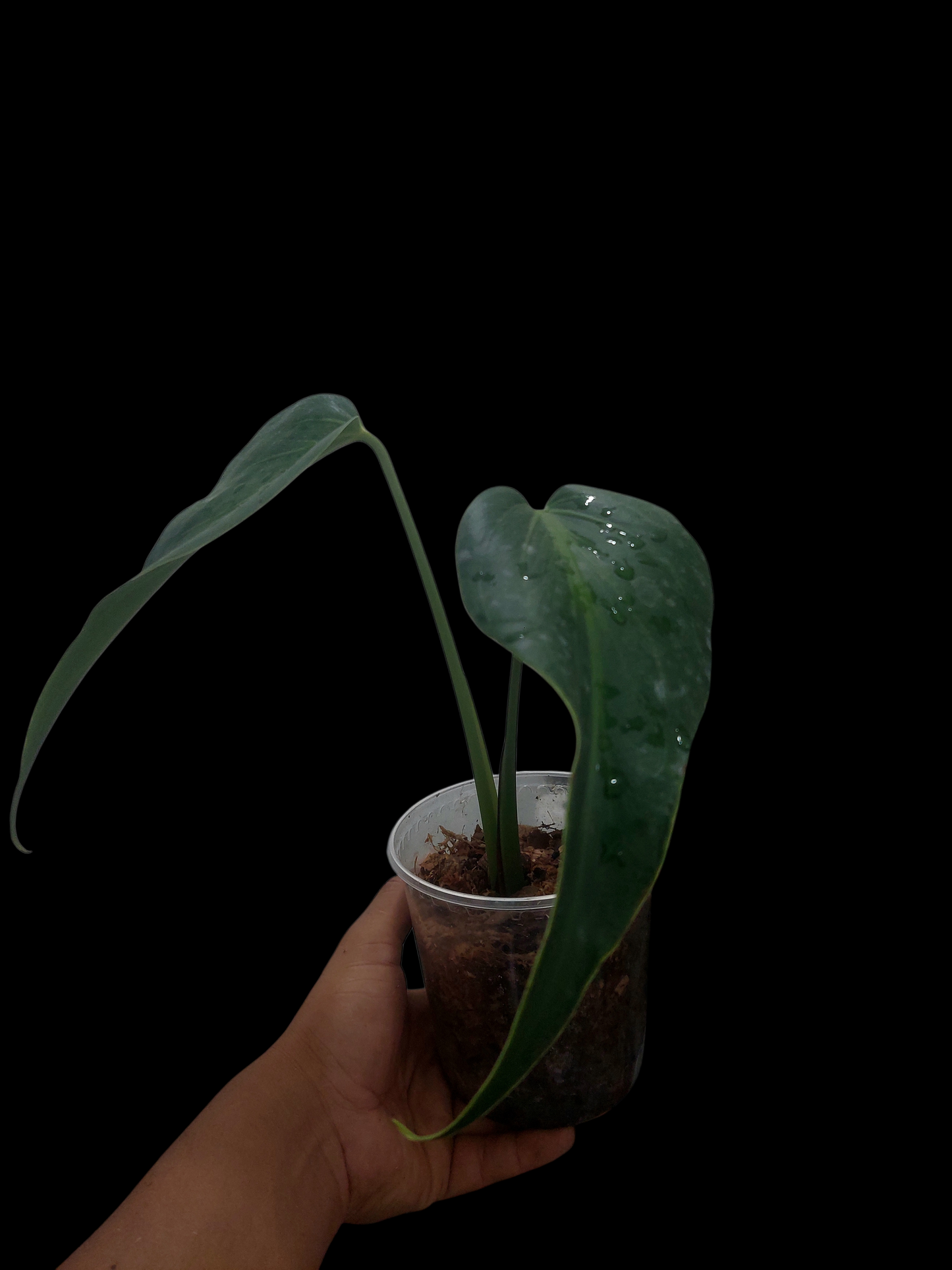 Monstera Burle Marx Flame (EXACT PLANT)