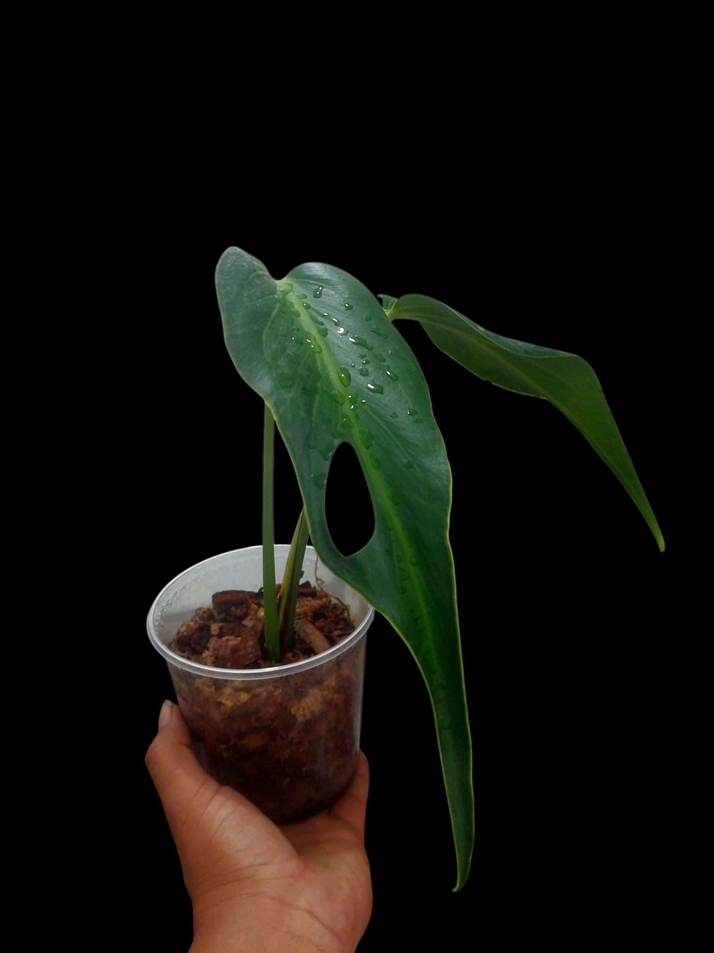 Monstera Burle Marx Flame (EXACT PLANT)