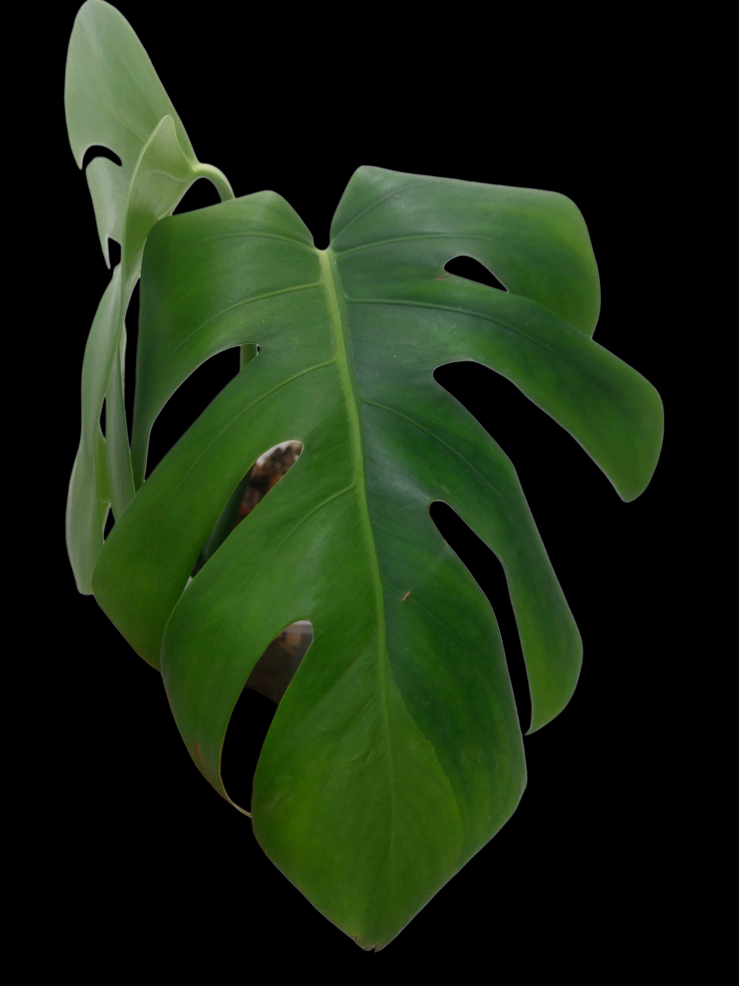 Monstera Deliciosa Green On Green Variegation (EXACT PLANT)