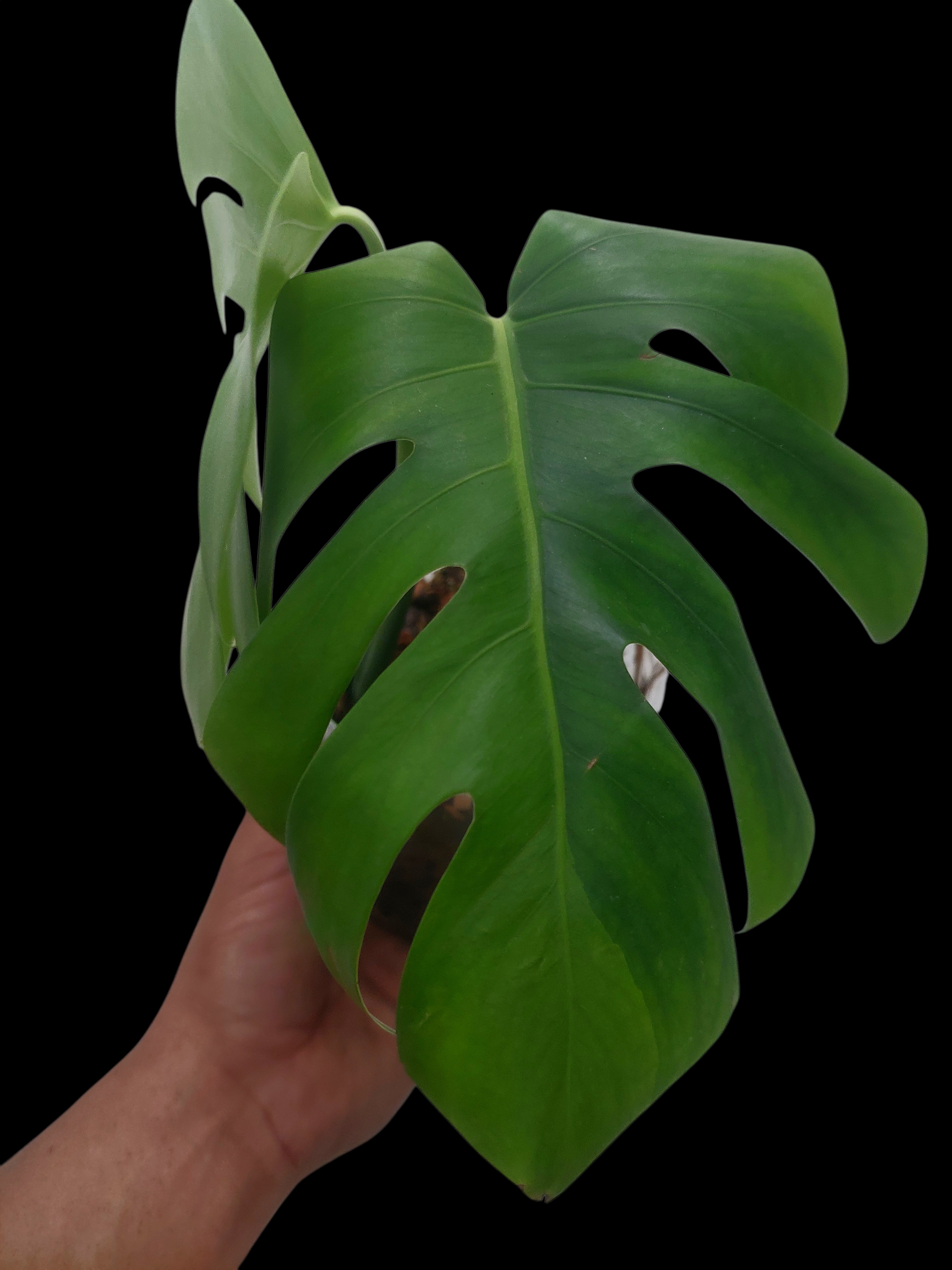 Monstera Deliciosa Green On Green Variegation (EXACT PLANT