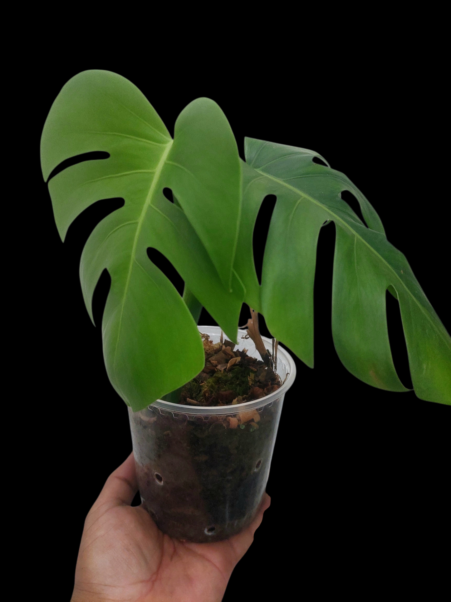 Monstera Deliciosa Green On Green Variegation (EXACT PLANT)