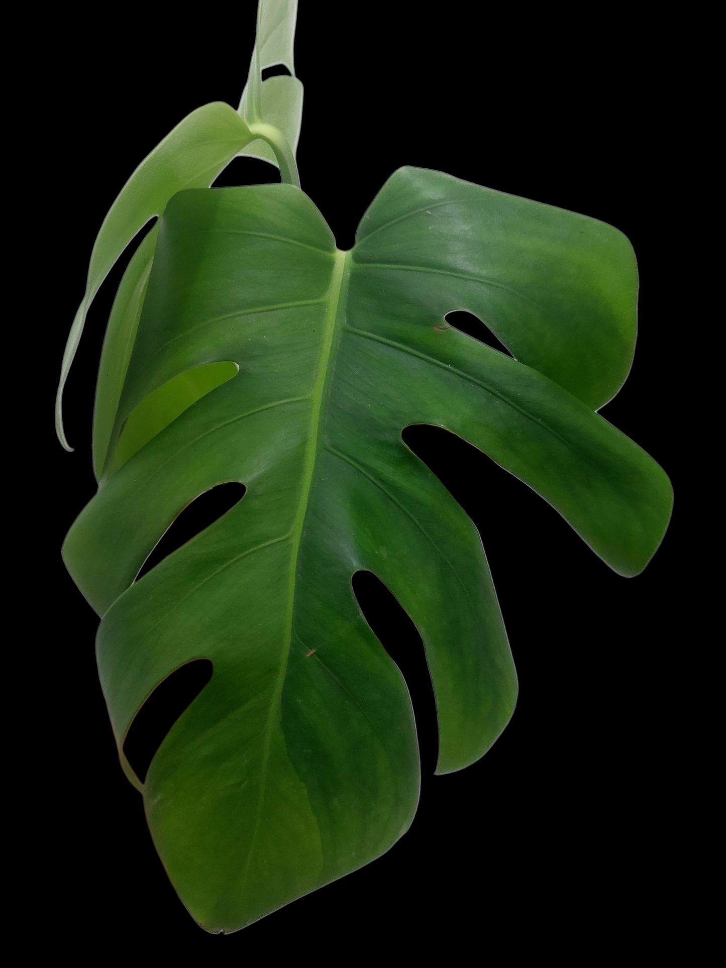 Monstera Deliciosa Green On Green Variegation (EXACT PLANT)