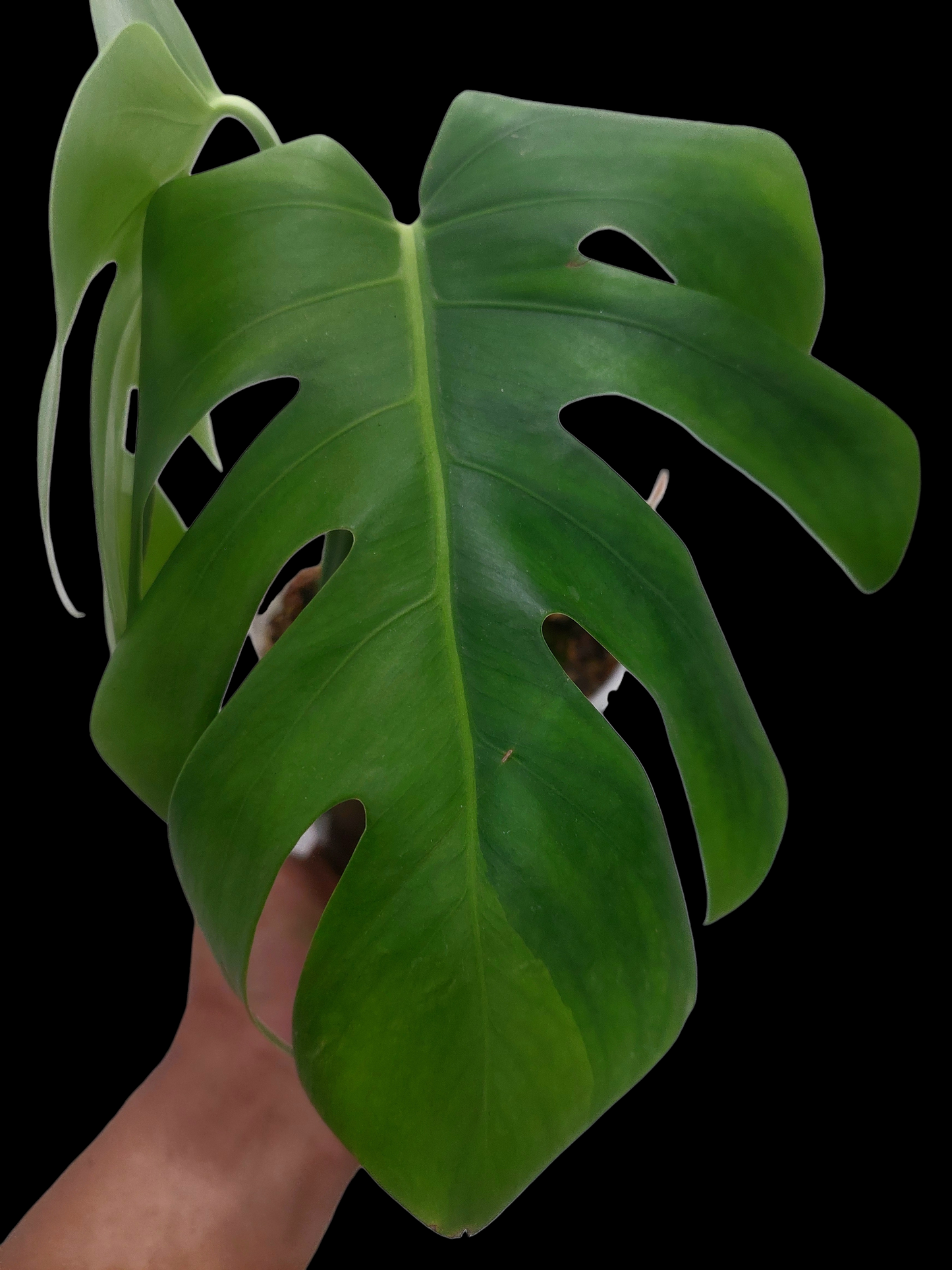 Monstera Deliciosa Green On Green Variegation (EXACT PLANT)