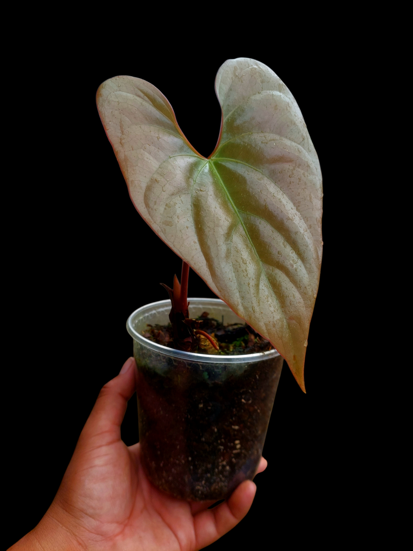 Anthurium sp. "Silver Peru" Rose Gold Emerging Leaf (EXACT PLANT)