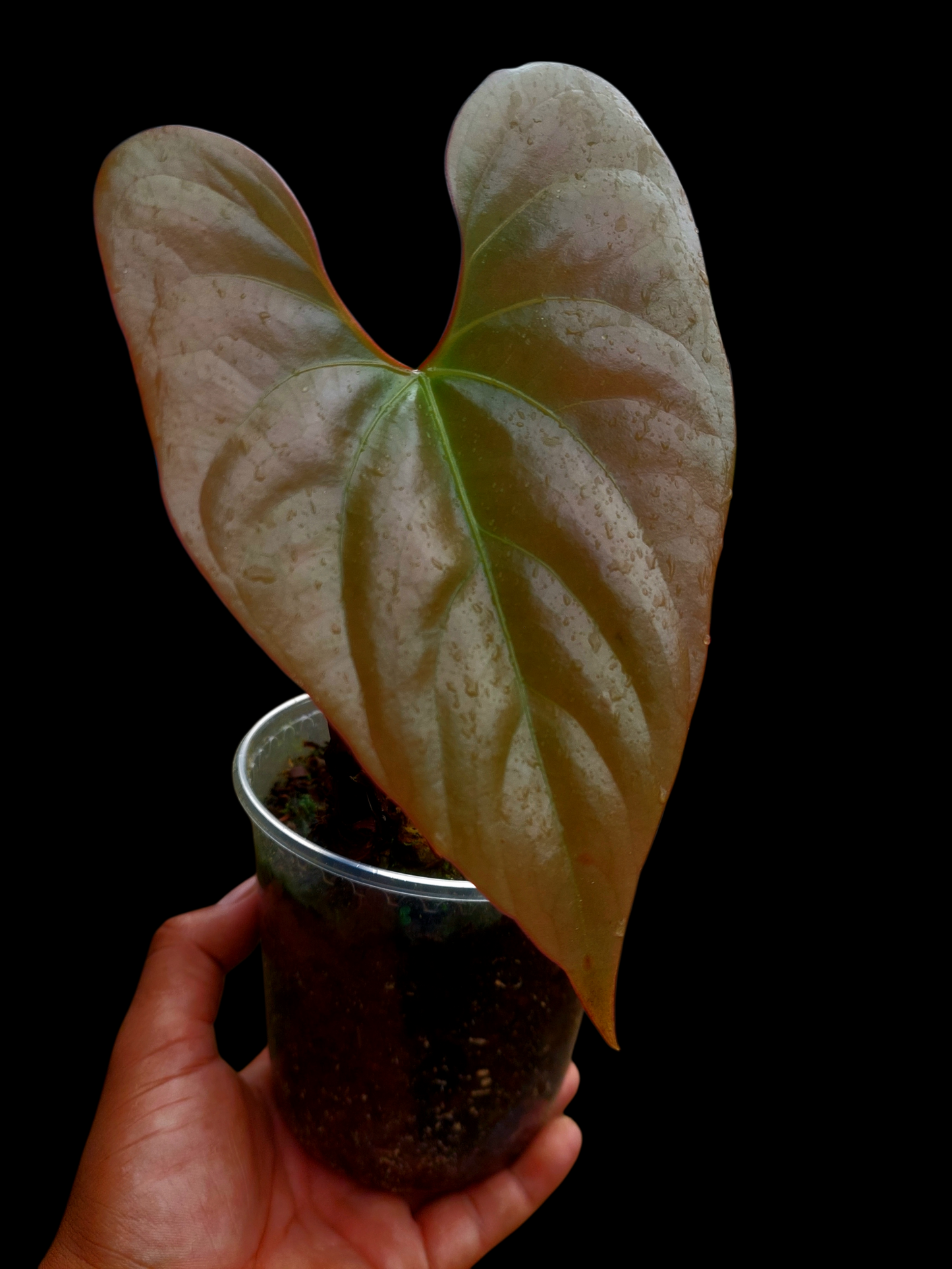 Anthurium sp. "Silver Peru" Rose Gold Emerging Leaf (EXACT PLANT)