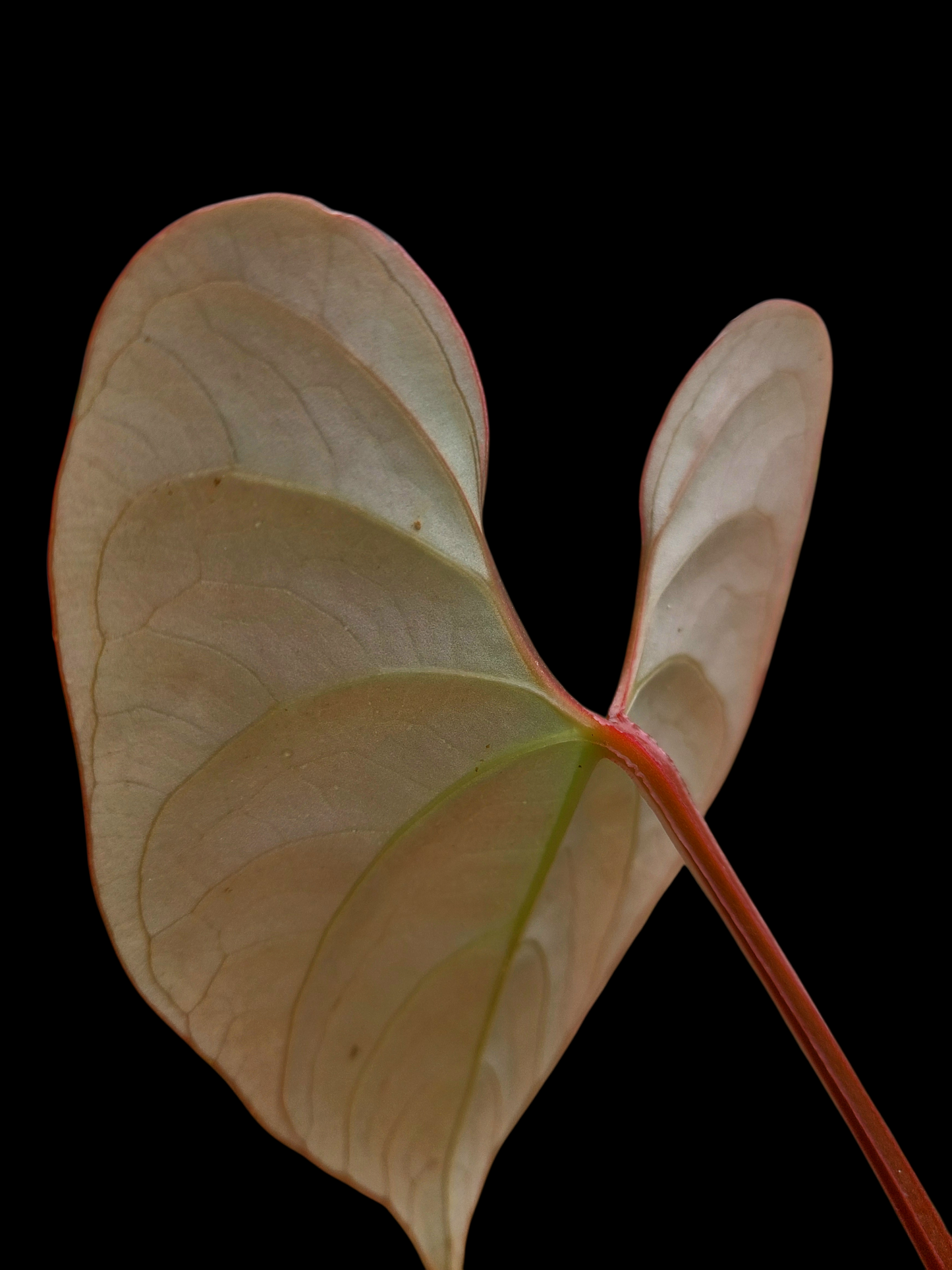 Anthurium sp. "Silver Peru" Rose Gold Emerging Leaf (EXACT PLANT)