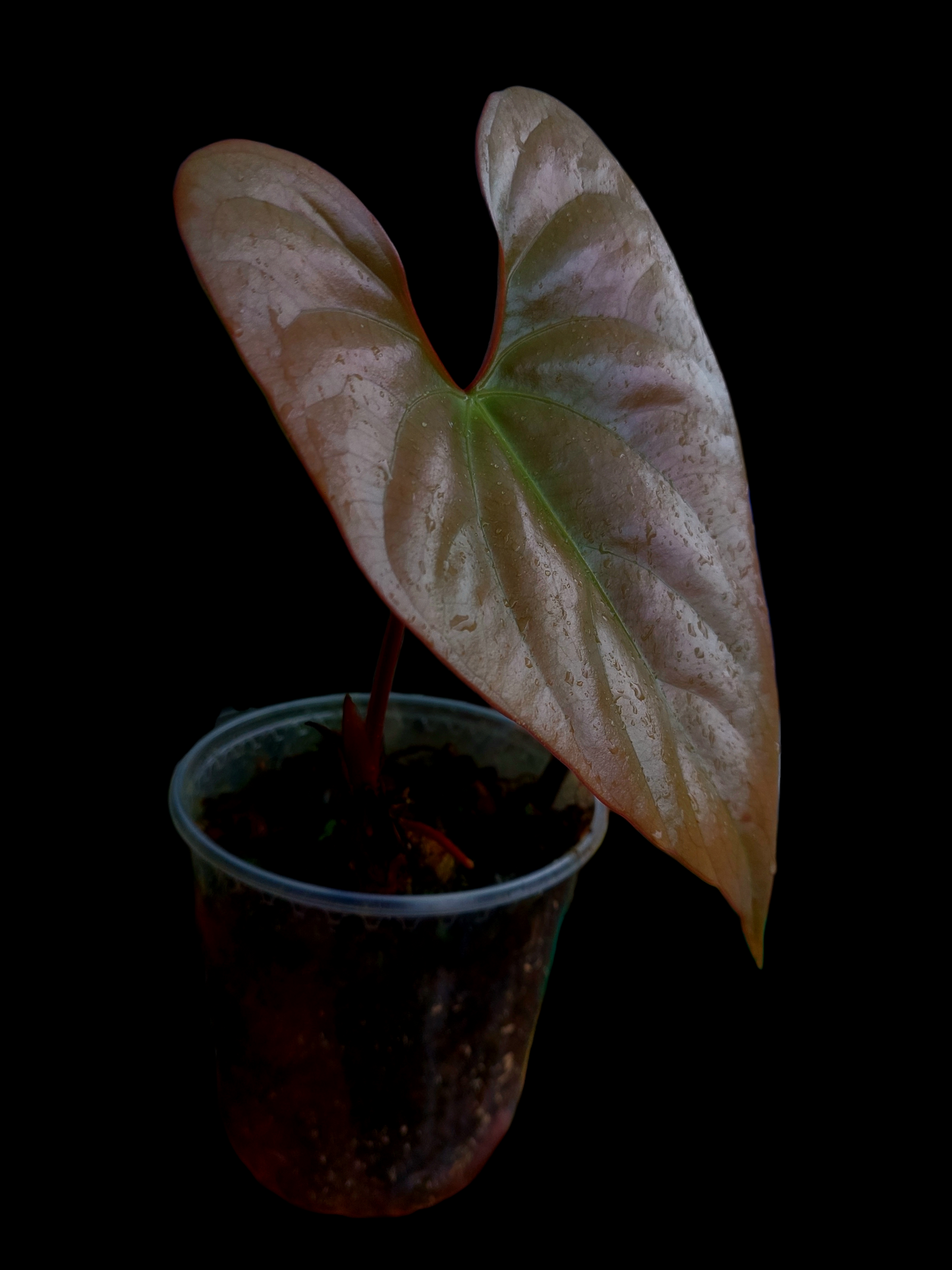 Anthurium sp. "Silver Peru" Rose Gold Emerging Leaf (EXACT PLANT)