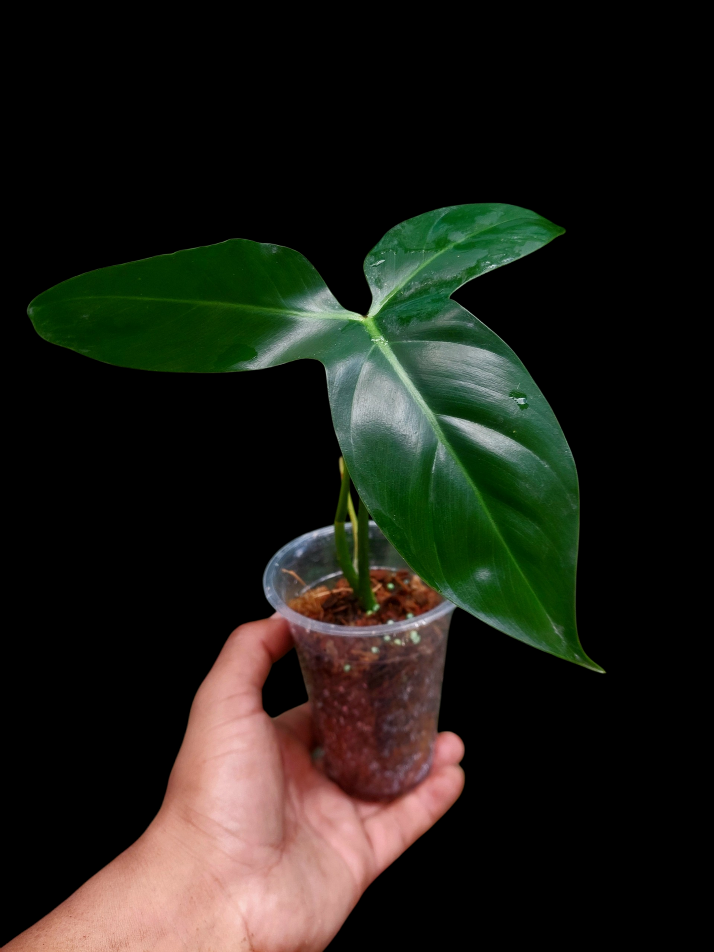 Philodendron Barrosoanum Wild ecotype (EXACT PLANT)