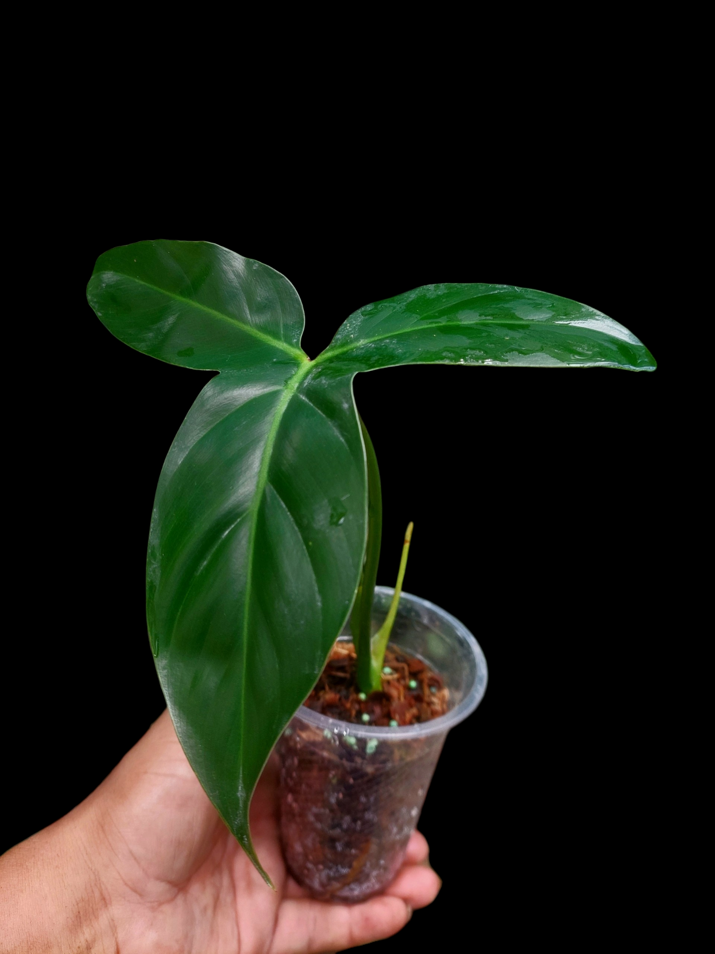 Philodendron Barrosoanum Wild ecotype (EXACT PLANT)
