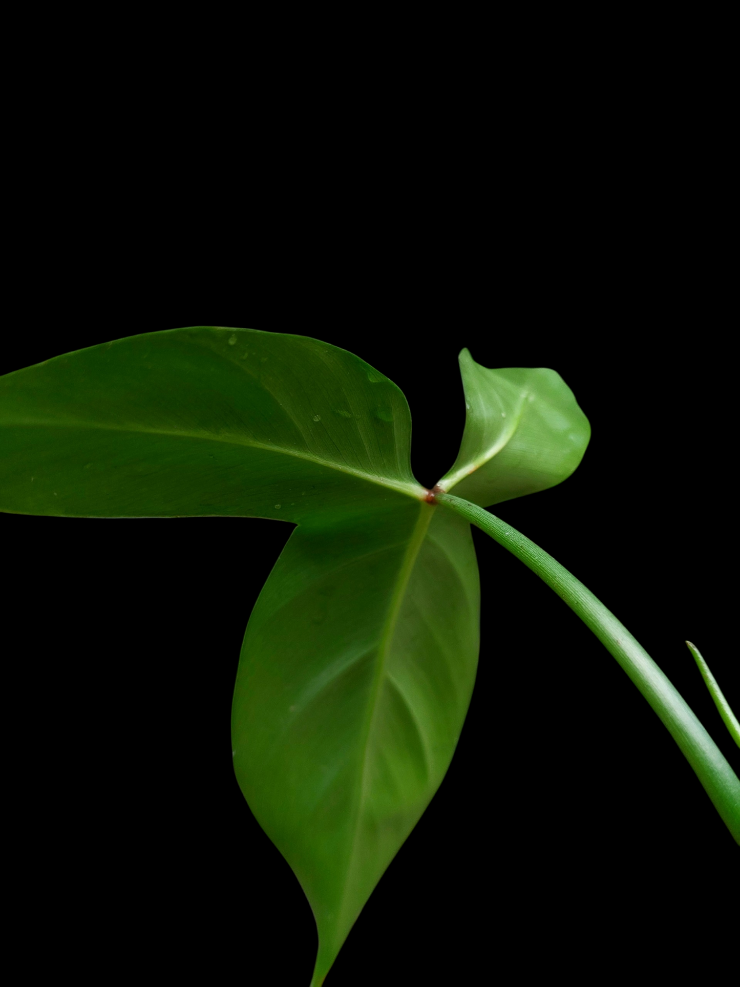 Philodendron Barrosoanum Wild ecotype (EXACT PLANT)