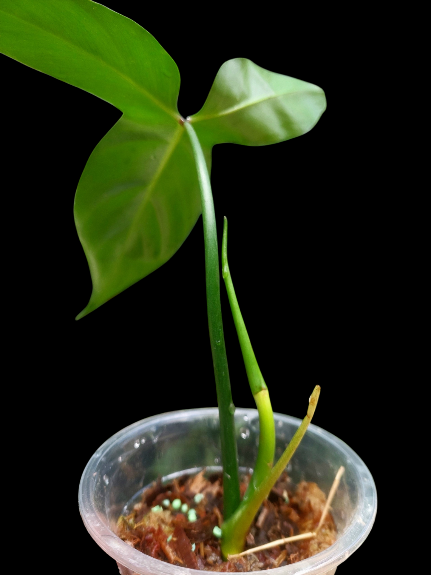 Philodendron Barrosoanum Wild ecotype (EXACT PLANT)