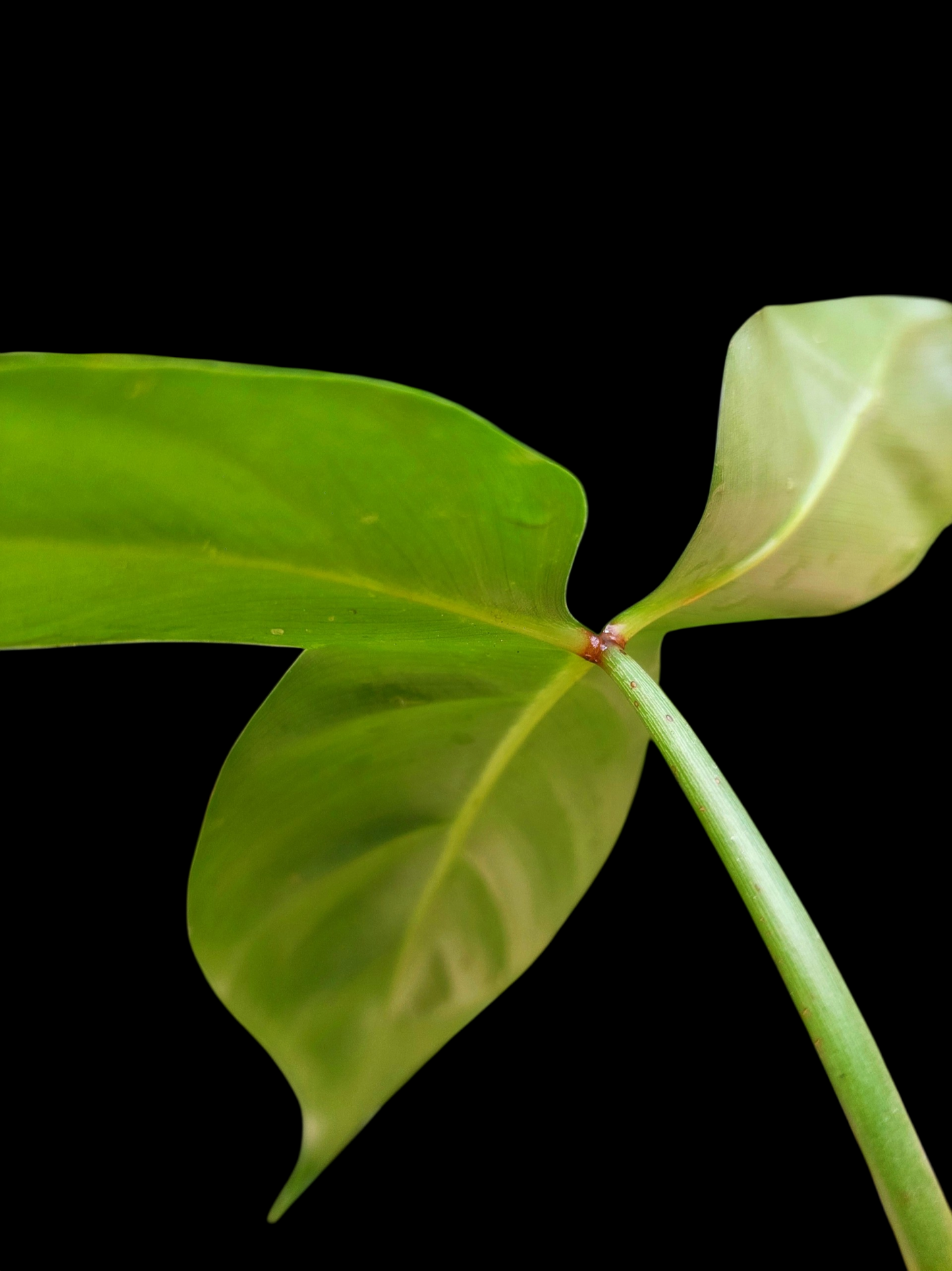Philodendron Barrosoanum Wild ecotype (EXACT PLANT)