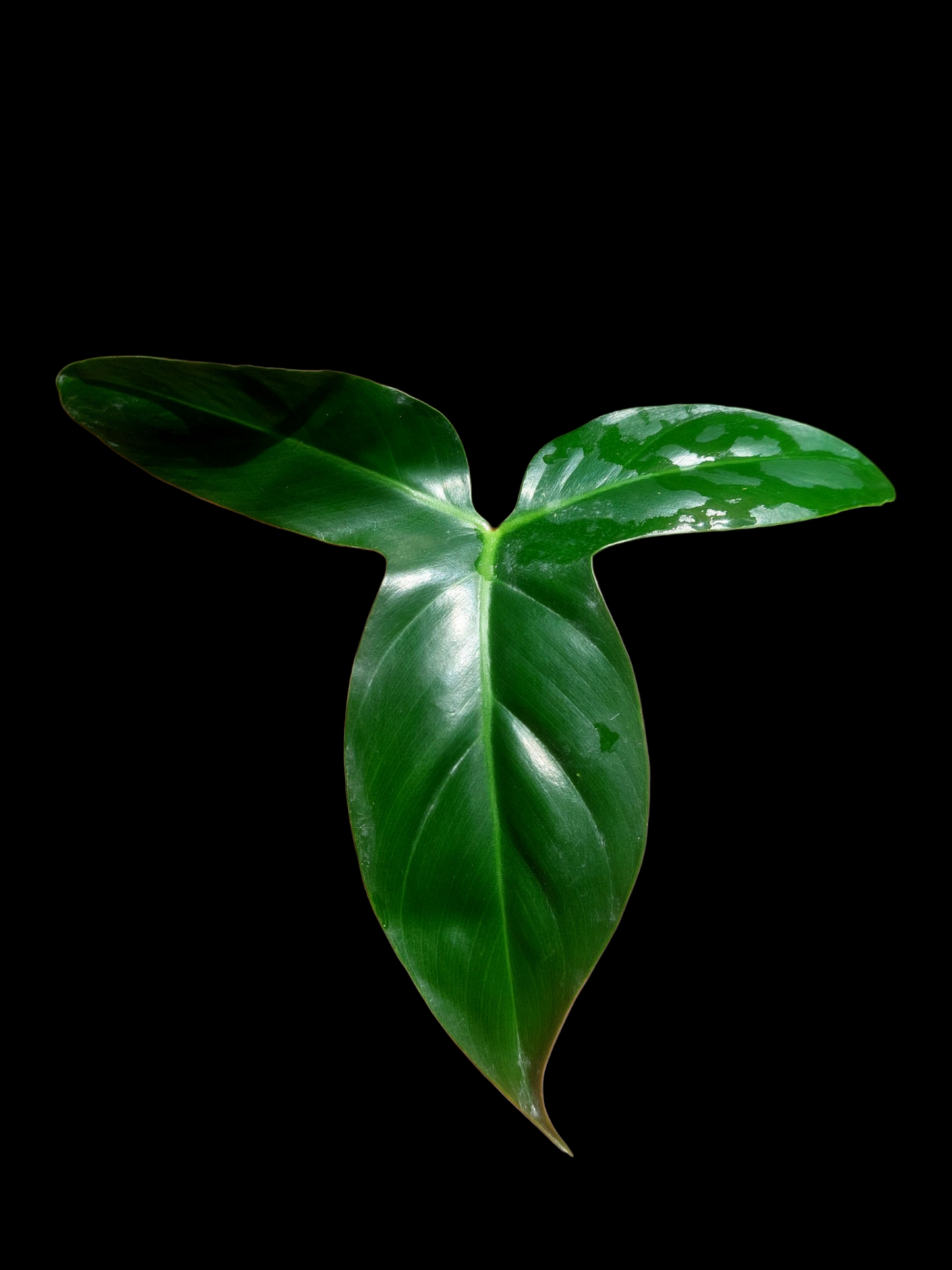 Philodendron Barrosoanum Wild ecotype (EXACT PLANT)