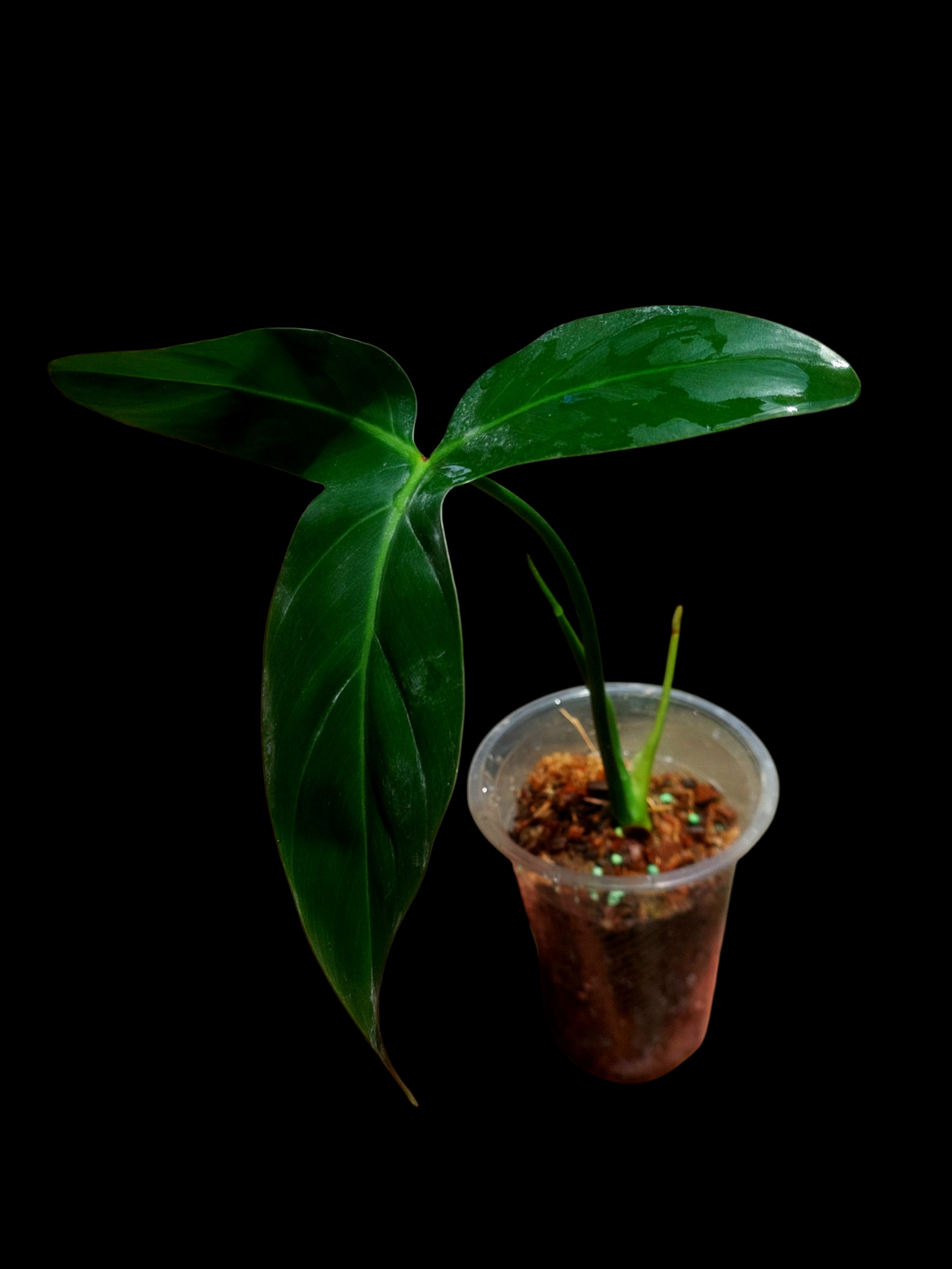 Philodendron Barrosoanum Wild ecotype (EXACT PLANT)