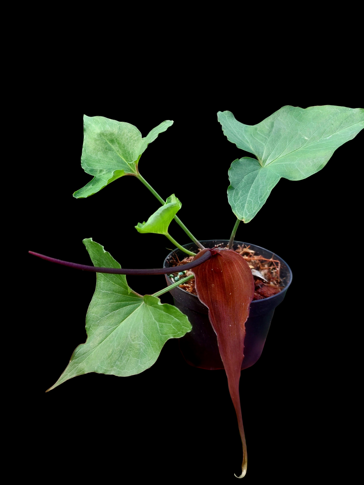Typhonium Roxburghii 'Tarapoto' Wild Ecotype