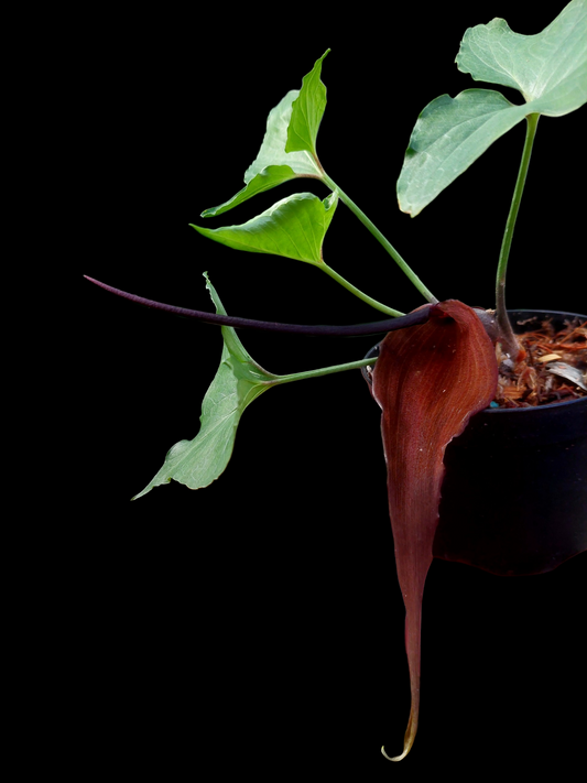 Typhonium Roxburghii 'Tarapoto' Wild Ecotype