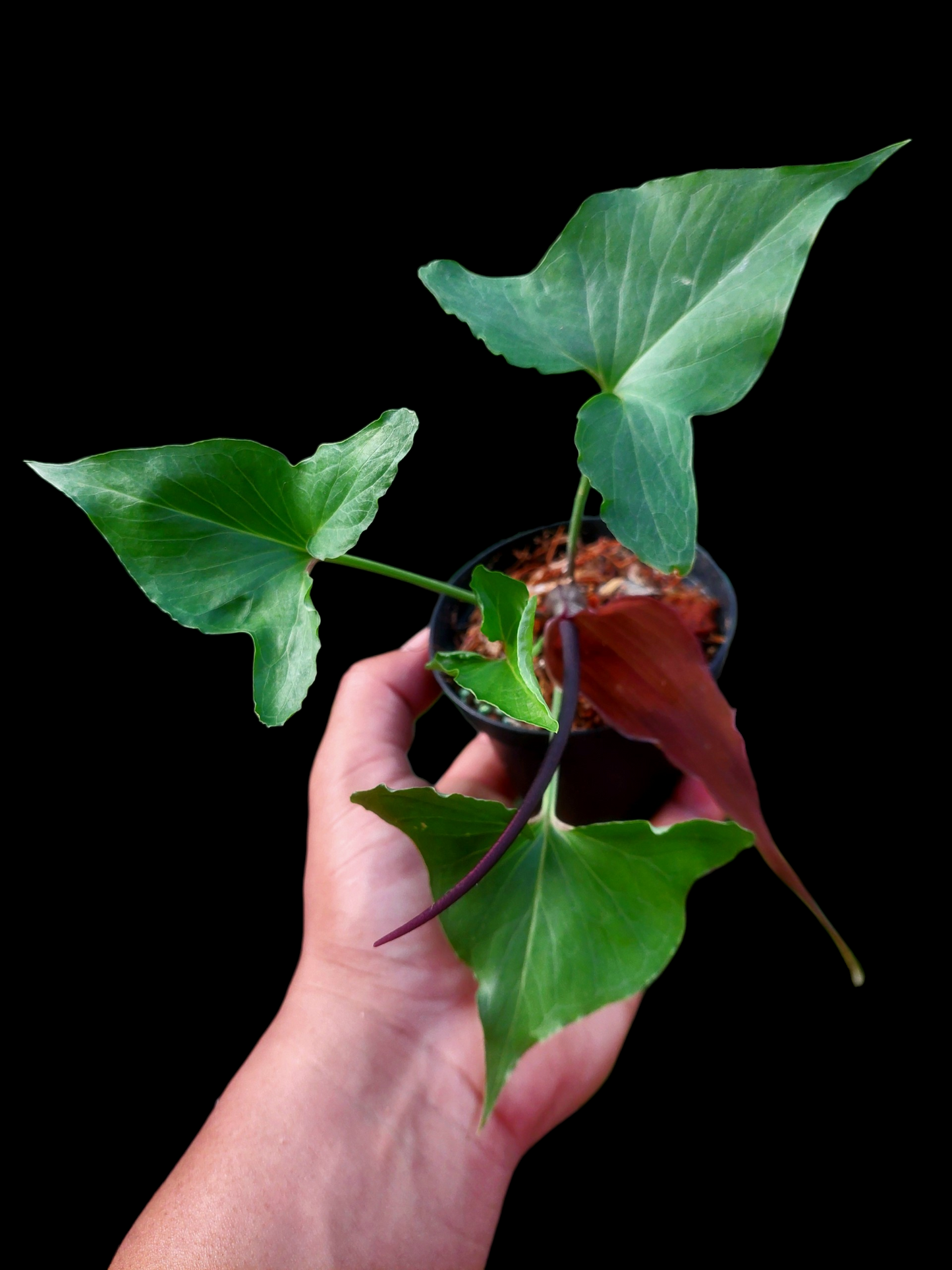 Typhonium Roxburghii 'Tarapoto' Wild Ecotype