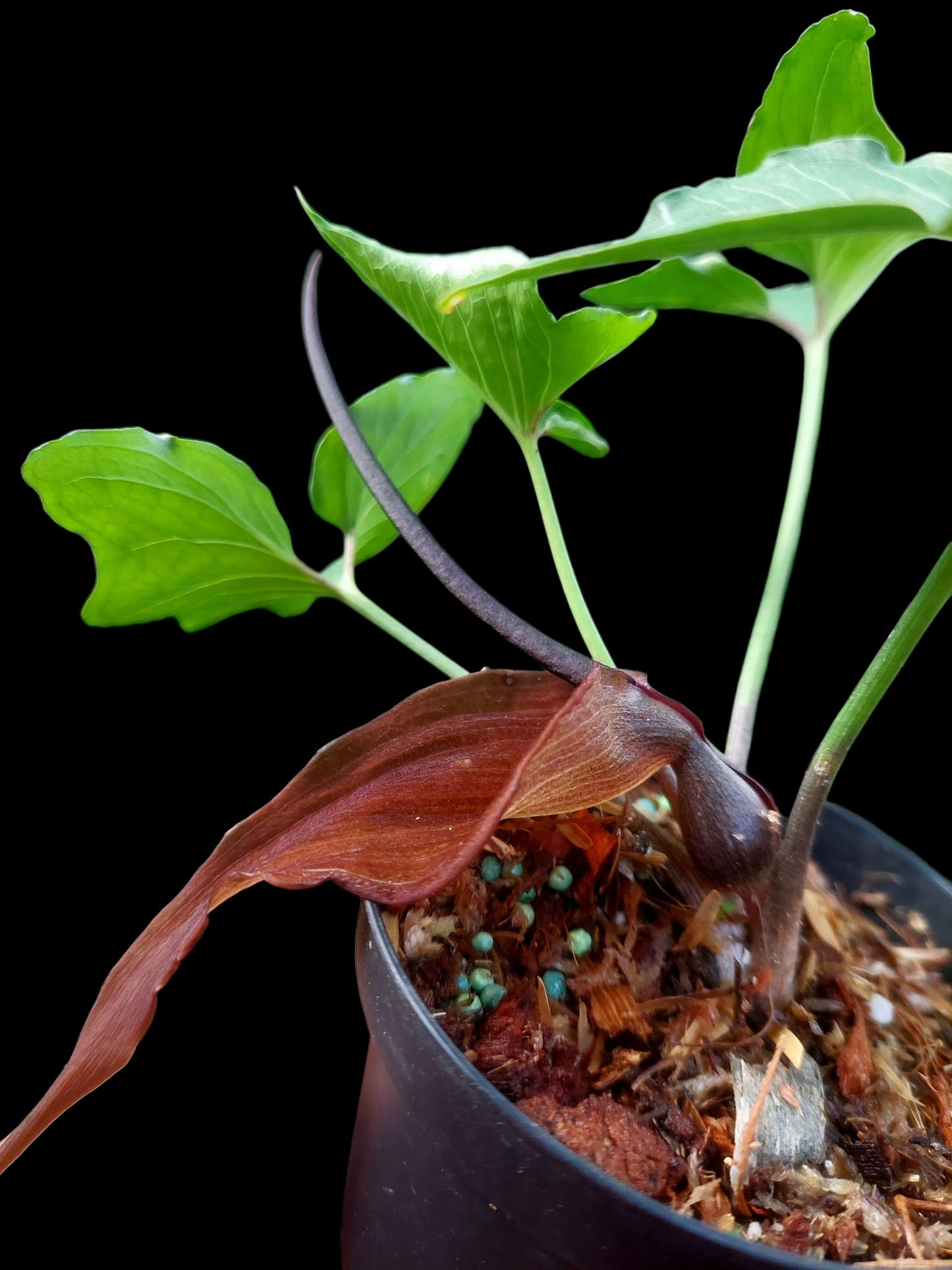 Typhonium Roxburghii 'Tarapoto' Wild Ecotype
