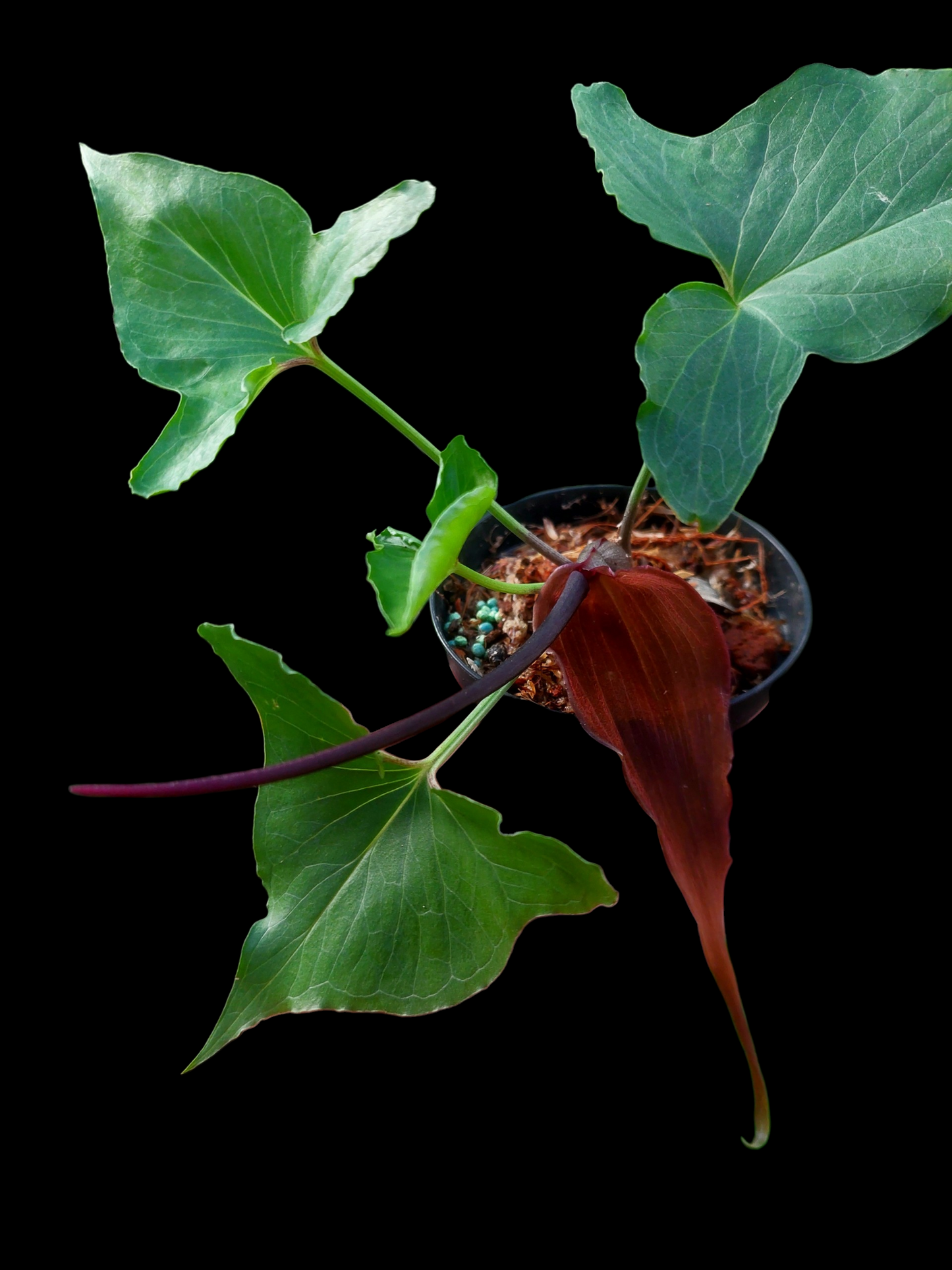 Typhonium Roxburghii 'Tarapoto' Wild Ecotype