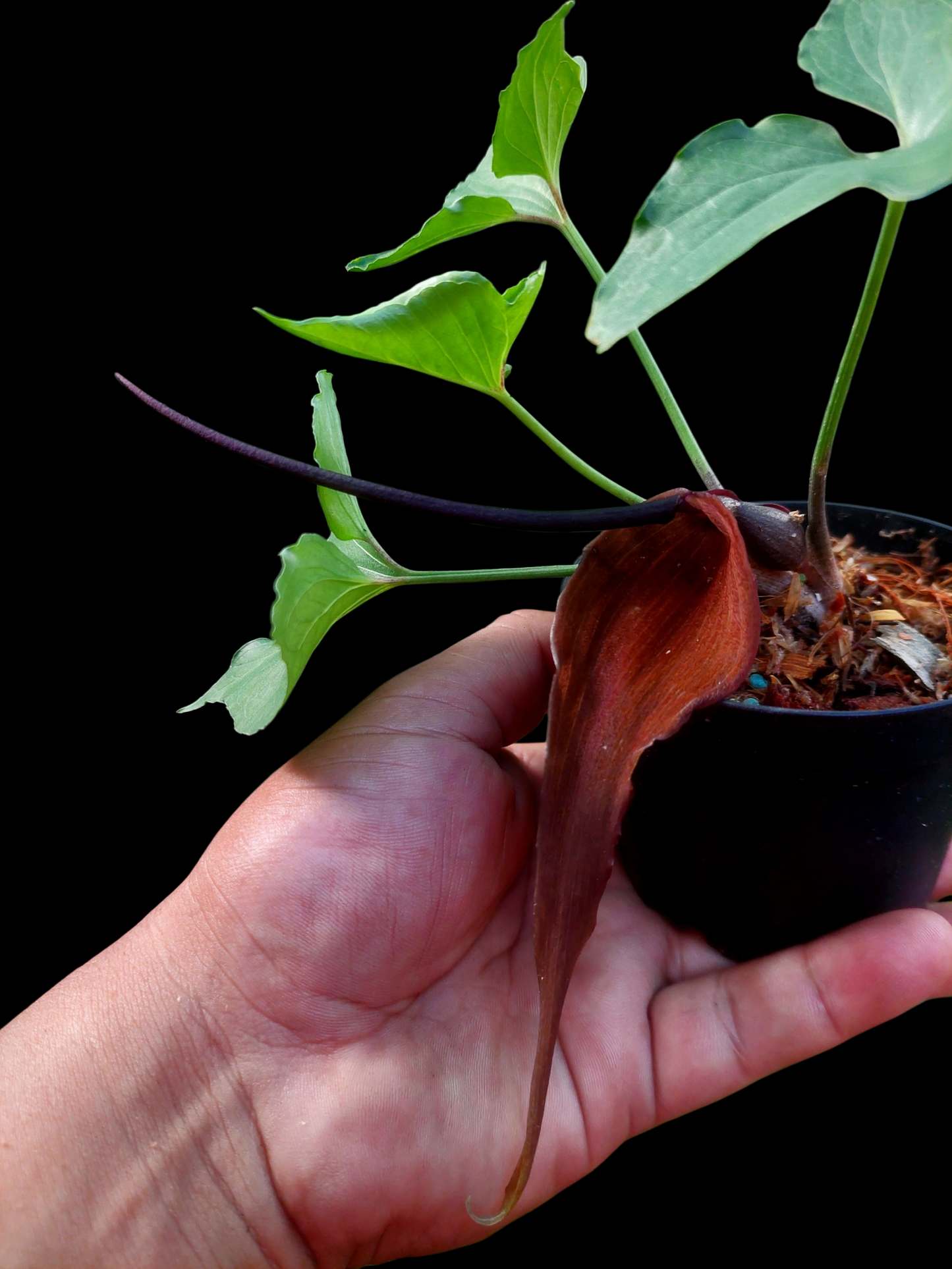 Typhonium Roxburghii 'Tarapoto' Wild Ecotype
