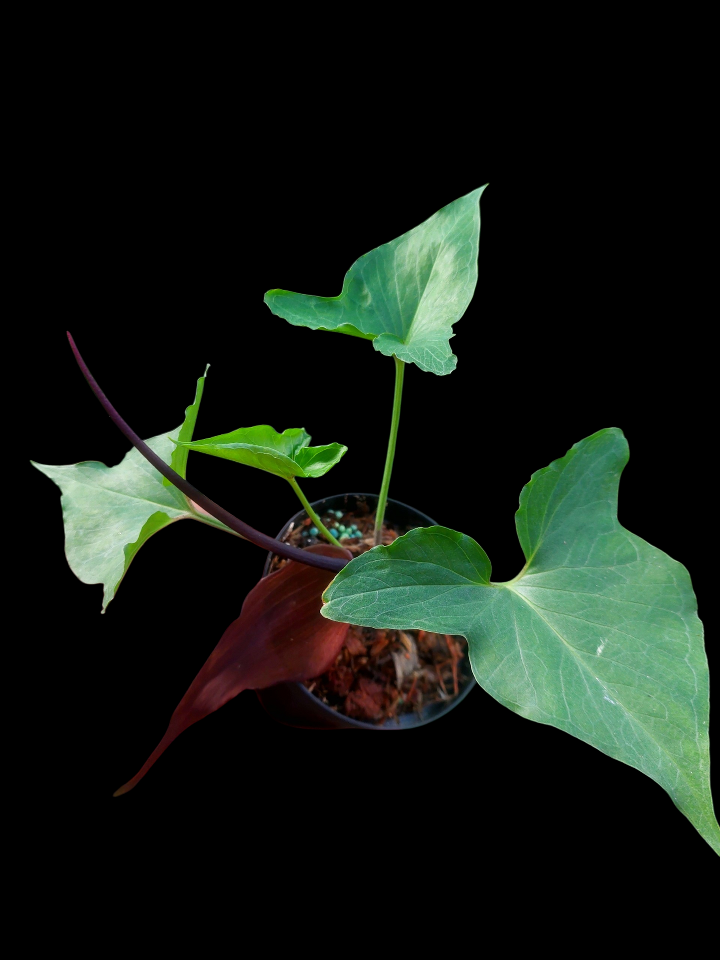 Typhonium Roxburghii 'Tarapoto' Wild Ecotype