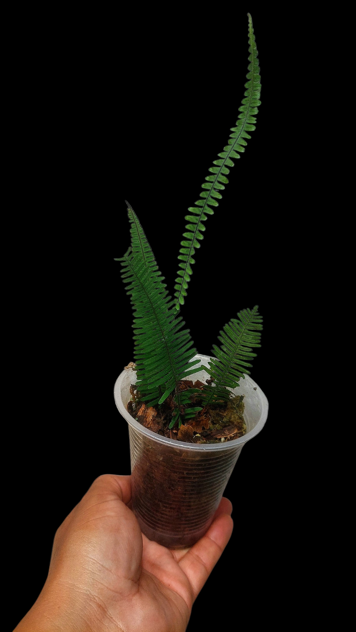 Pecluma aff. Filicula 'Tarapoto' Wild Ecotype (EXACT PLANT)