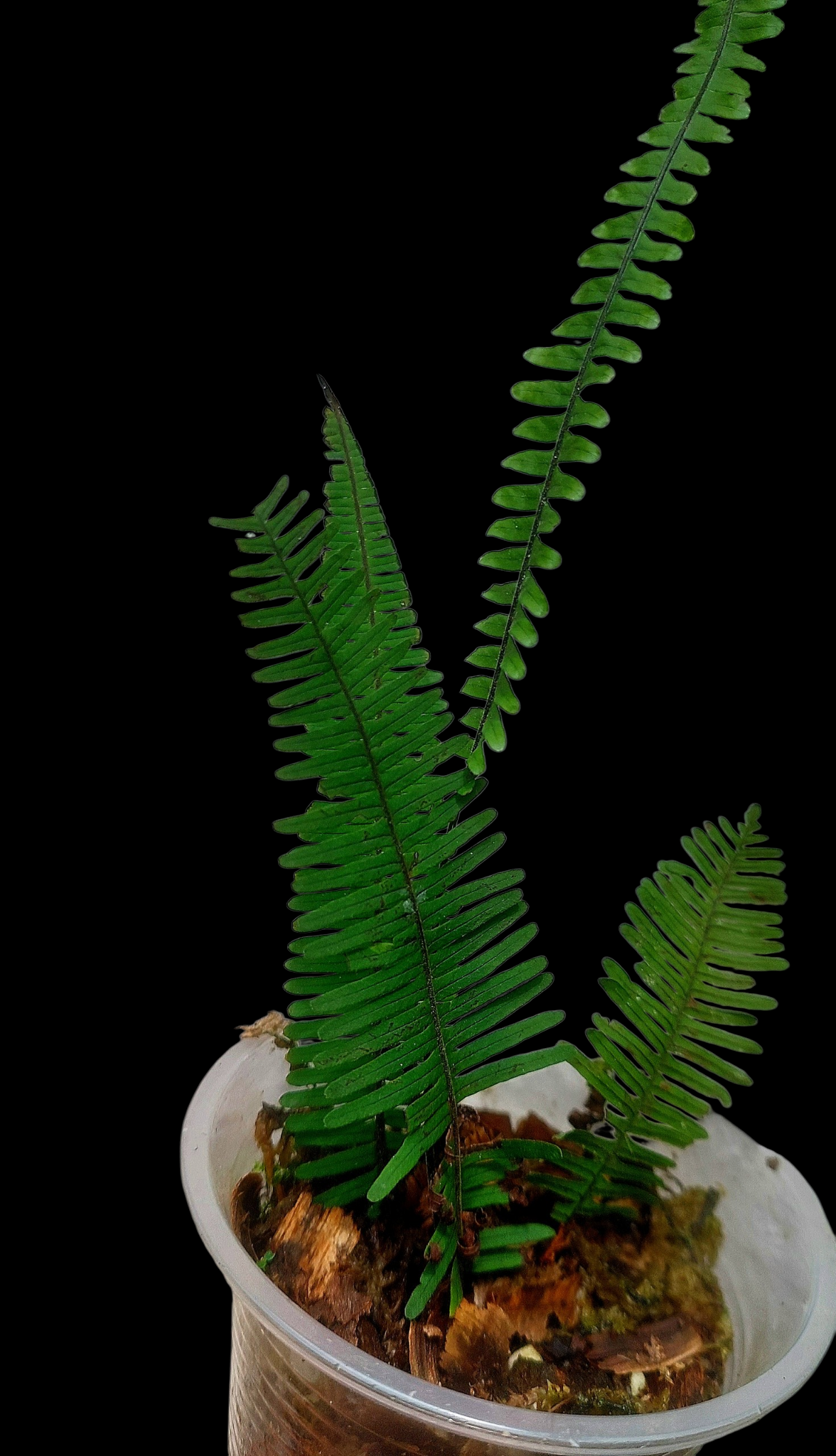 Pecluma aff. Filicula 'Tarapoto' Wild Ecotype (EXACT PLANT)