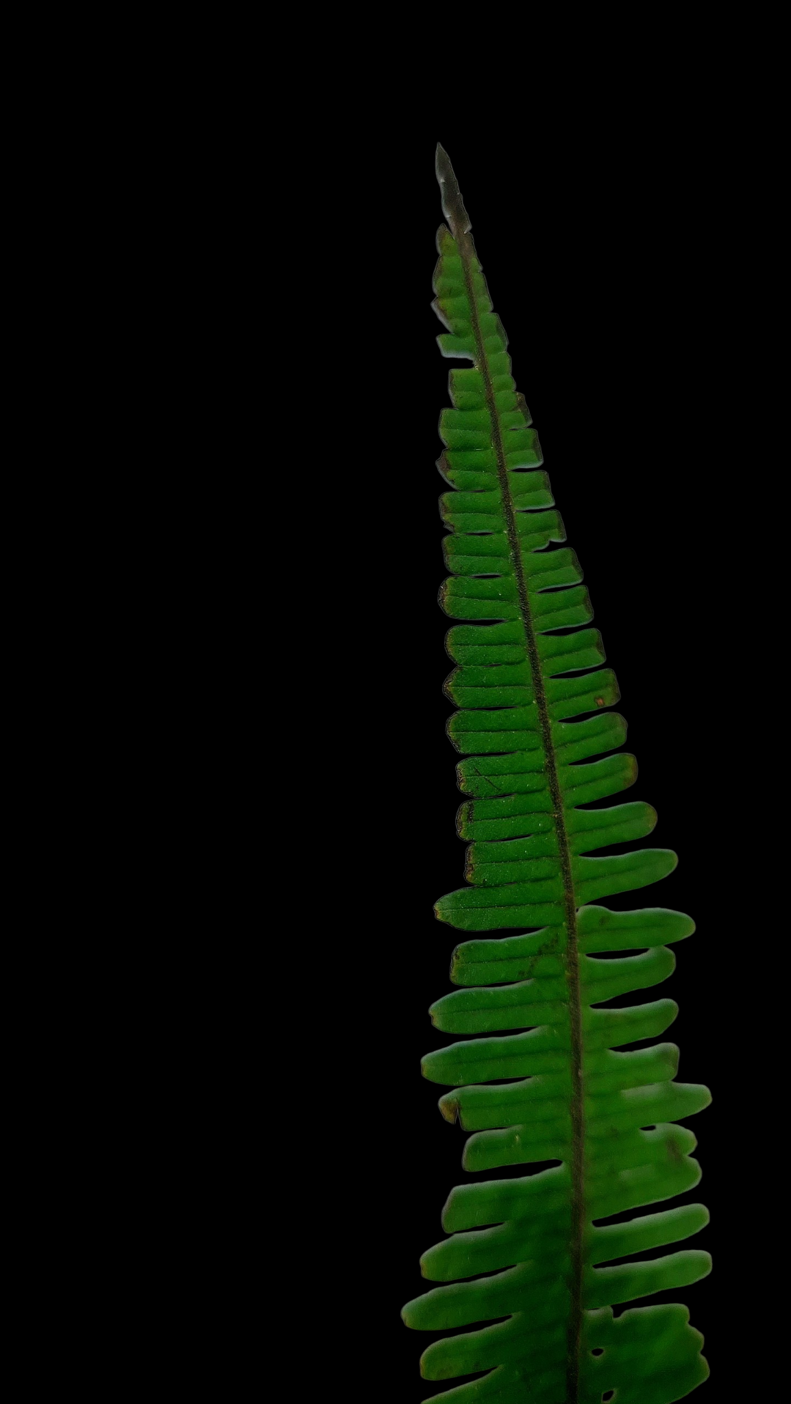 Pecluma aff. Filicula 'Tarapoto' Wild Ecotype (EXACT PLANT)