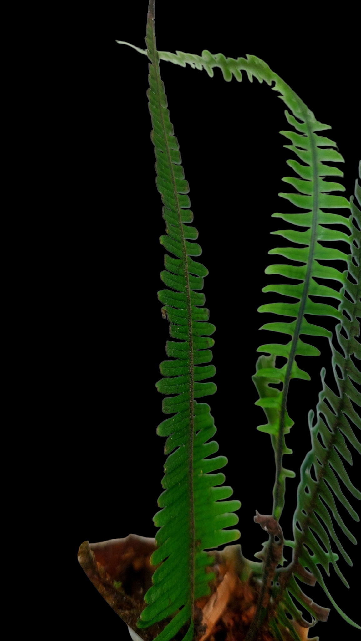 Pecluma aff. Filicula 'Tarapoto' Wild Ecotype (EXACT PLANT)