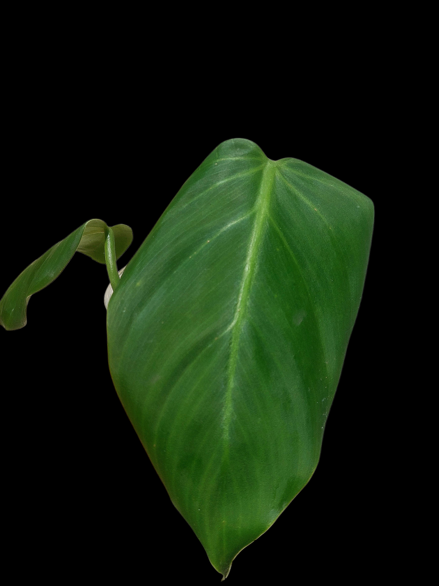 Philodendron Dodsonii Peru Ecotype