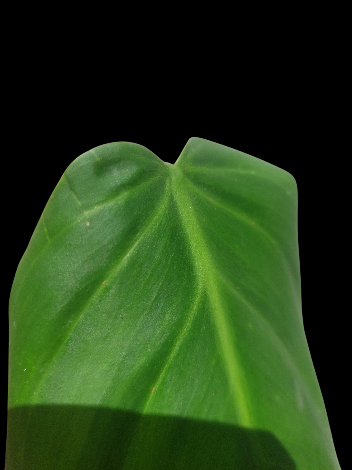 Philodendron Dodsonii Peru Ecotype